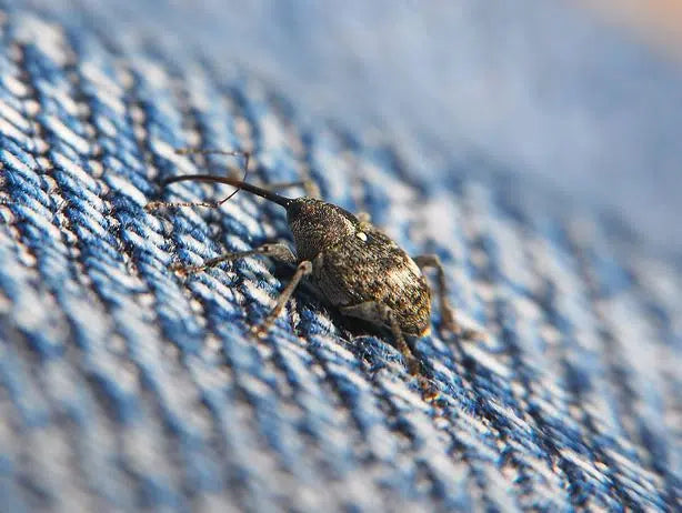 Apfelblütenstecher bekämpfen: eingetrocknete Blütenknospen am Apfelbaum erkennen