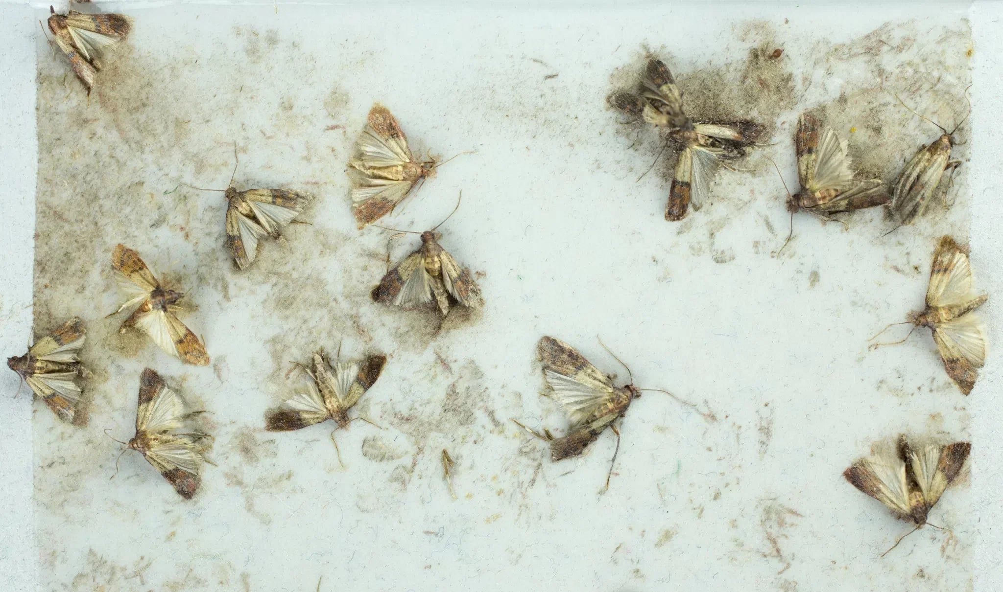 Effektive Bekämpfung von Lebensmittelmotten: Natürliche Methoden für Ihre Küche - Green Guardia - Ihr Experte für Schädlinge und Pflanzen