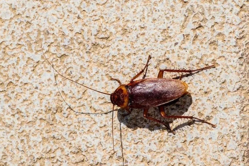 Kakerlaken bekämpfen: Effektive Methoden zur Bekämpfung und Prävention von Kakerlakenbefall