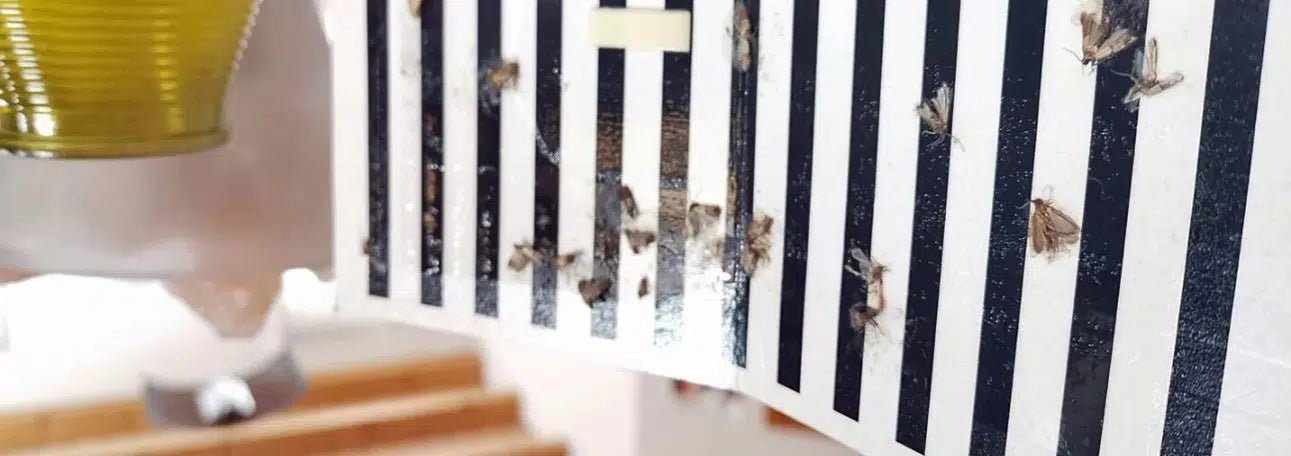 Lebensmittelmotte oder Kleidermotte: So erkennen und bekämpfen Sie den Befall - Green Guardia - Ihr Experte für Schädlinge und Pflanzen