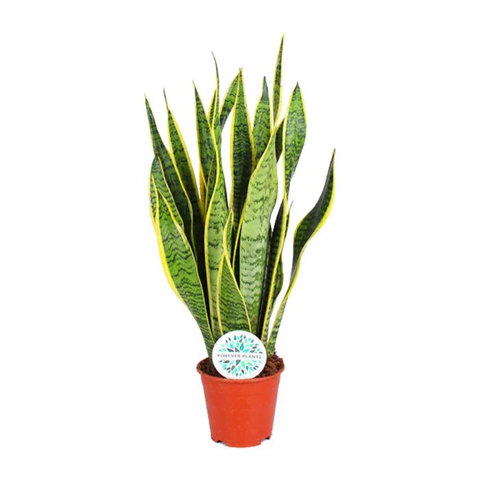 Sansevieria Laurentii pflegen: Tipps fr den Bogenhanf