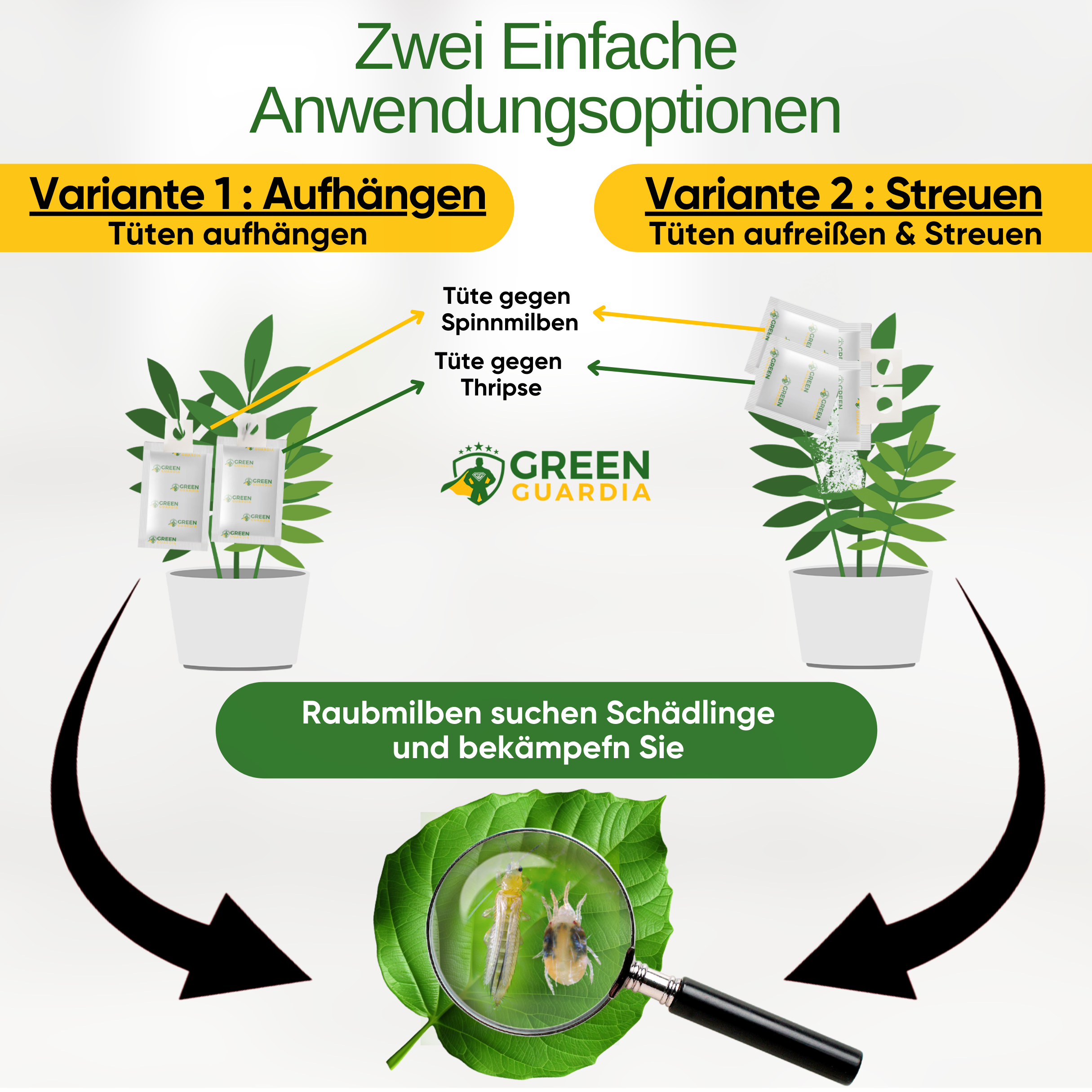 Mélange d'acariens prédateurs contre les thrips et les tétranyques à suspendre ou à disperser