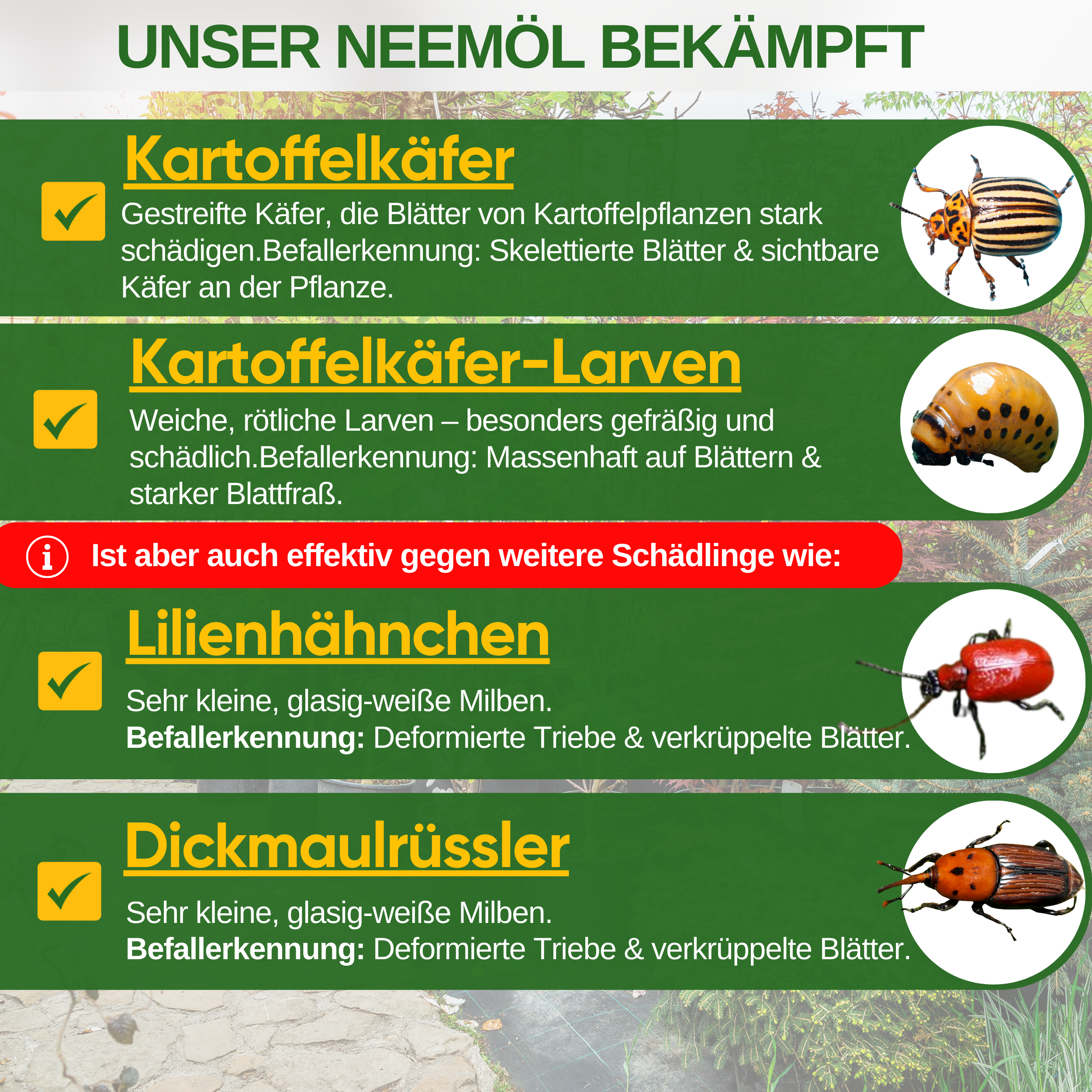 Huile de Neem puissante contre les doryphores
