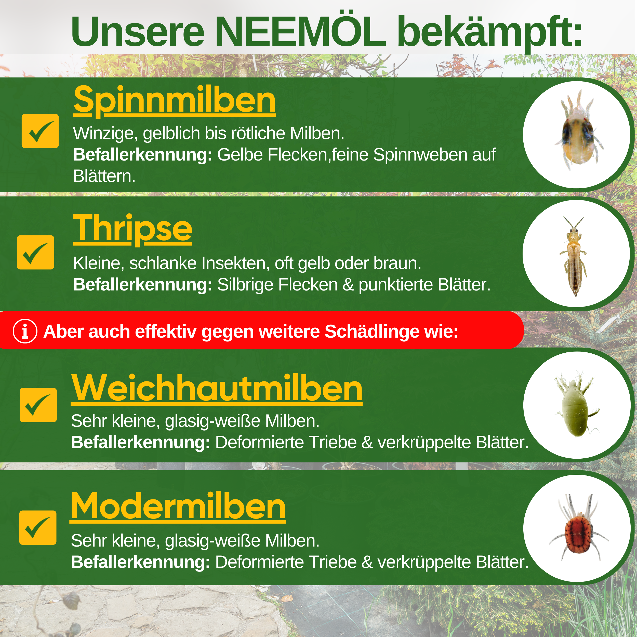 Huile de Neem puissante contre les tétranyques