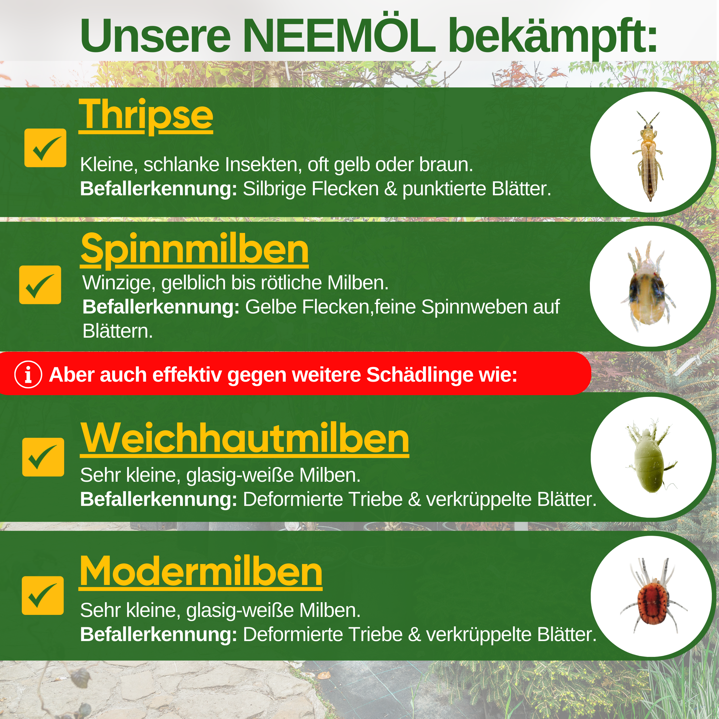 Huile de Neem puissante contre les thrips