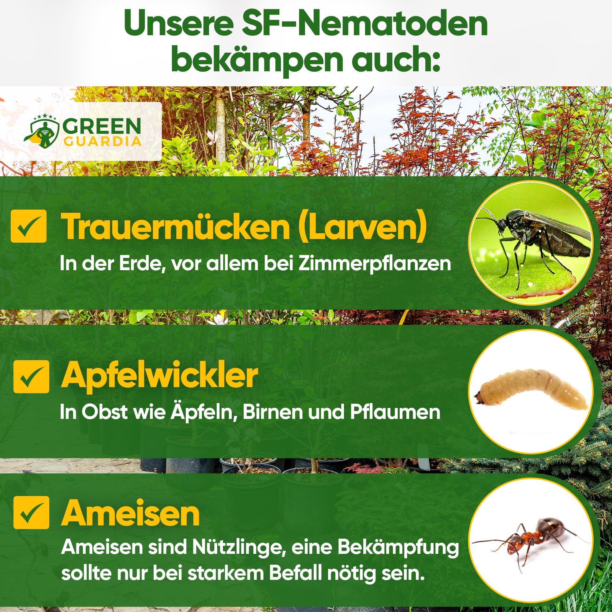 Nématodes SF contre les moucherons des champignons, les carpocapses et les fourmis