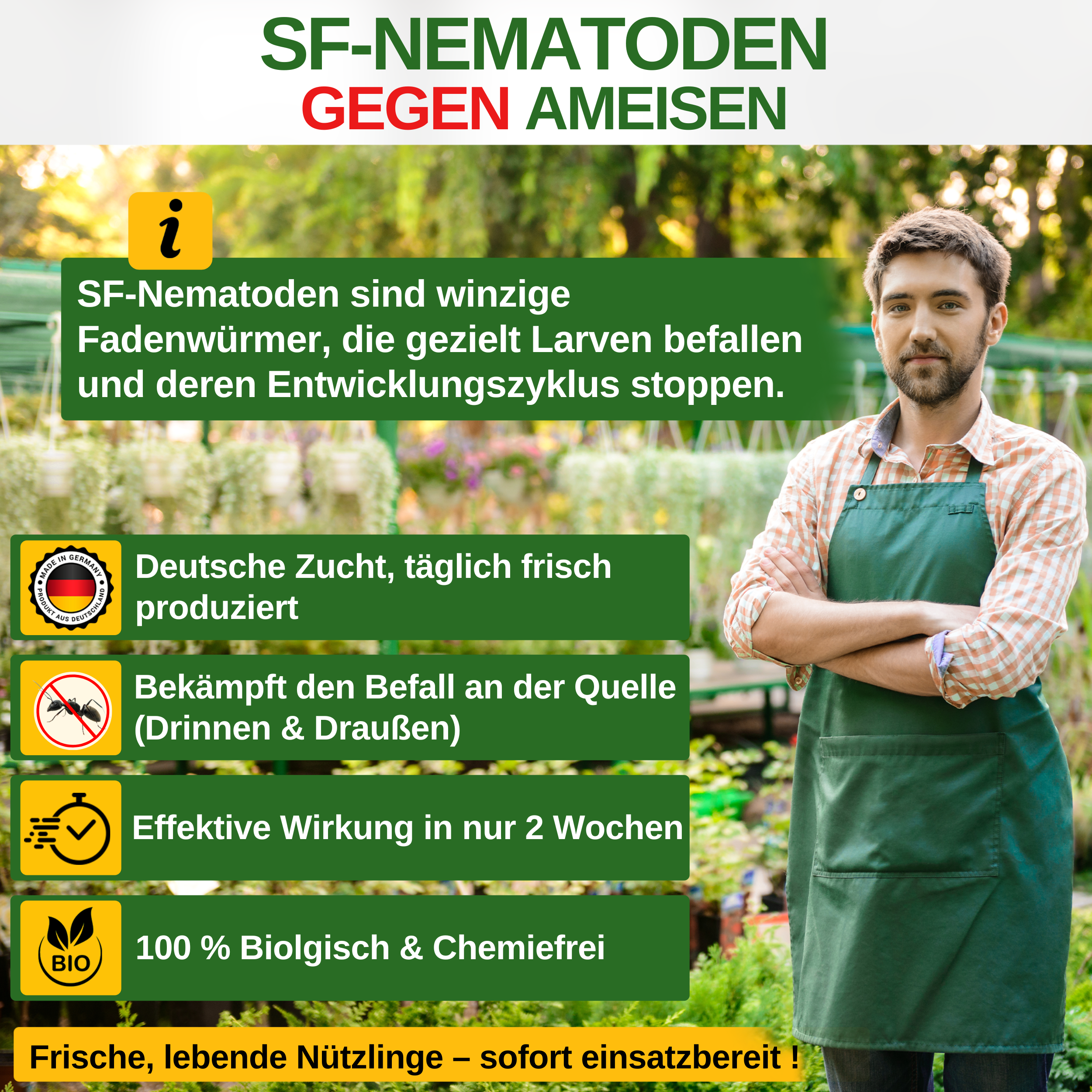 Nématodes SF contre les fourmis