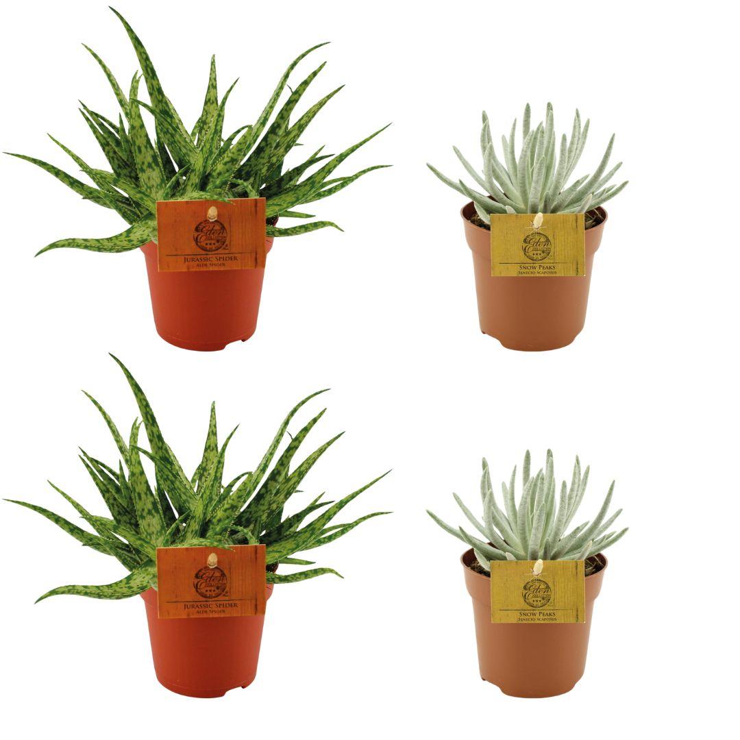 2x Aloe ‘Spider’ & 2x Senecio scaposus – 4 Pflanzen – 10,5 cm Topf, 10 cm hoch - Green Guardia - Ihr Experte für Schädlinge und Pflanzen