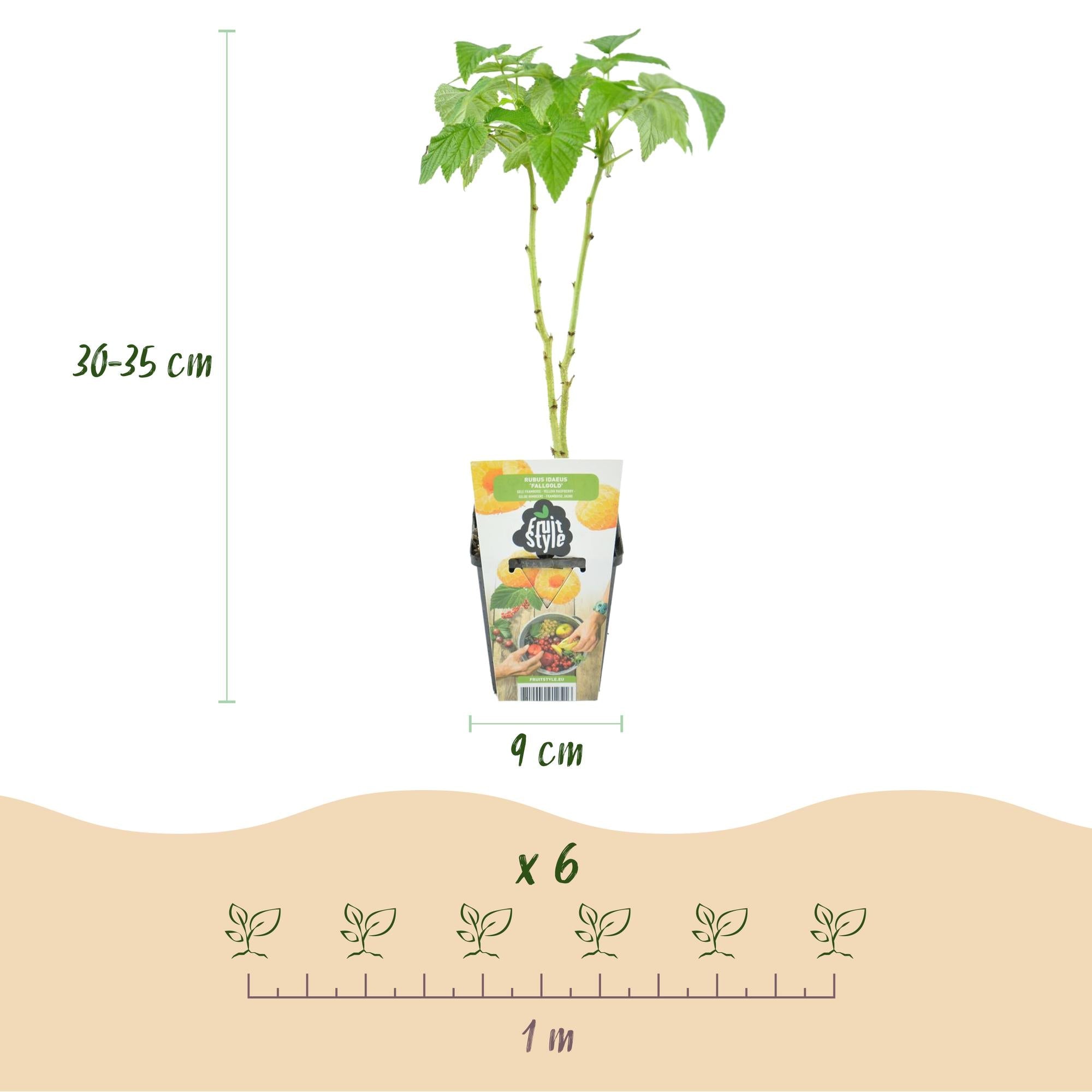 Beerenmix ‘Tricolour’ – rote Johannisbeere, gelbe Himbeere & schwarze Brombeere – winterhart – 6 Pflanzen – 9 cm Topf - Green Guardia - Ihr Experte für Schädlinge und Pflanzen