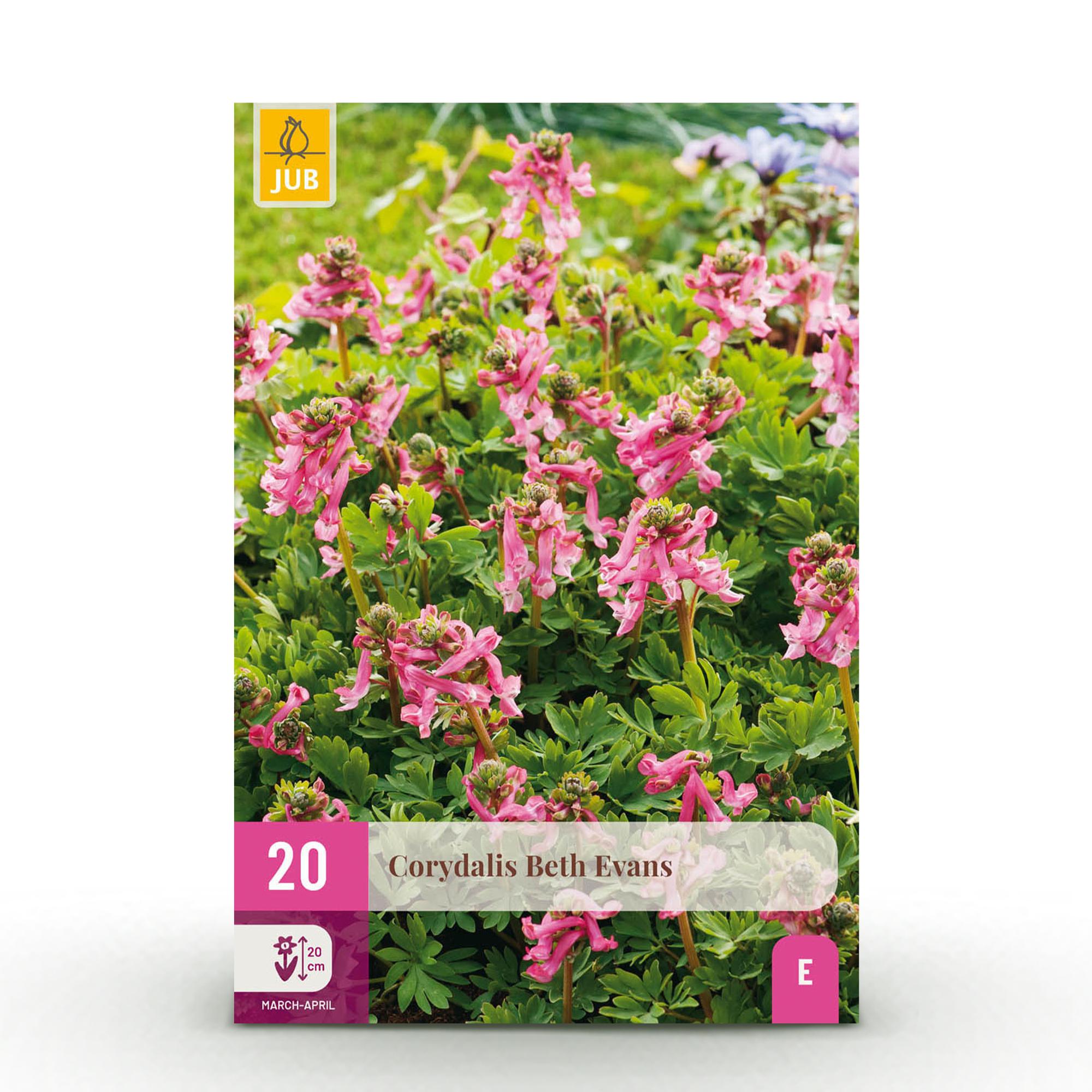 Blumenzwiebeln – Corydalis ‘Beth Evans’ – winterhart & mehrjährig – weiß & lila – 20 Stück – Zwiebelgröße 6/7 – XXL Pack - Green Guardia - Ihr Experte für Schädlinge und Pflanzen