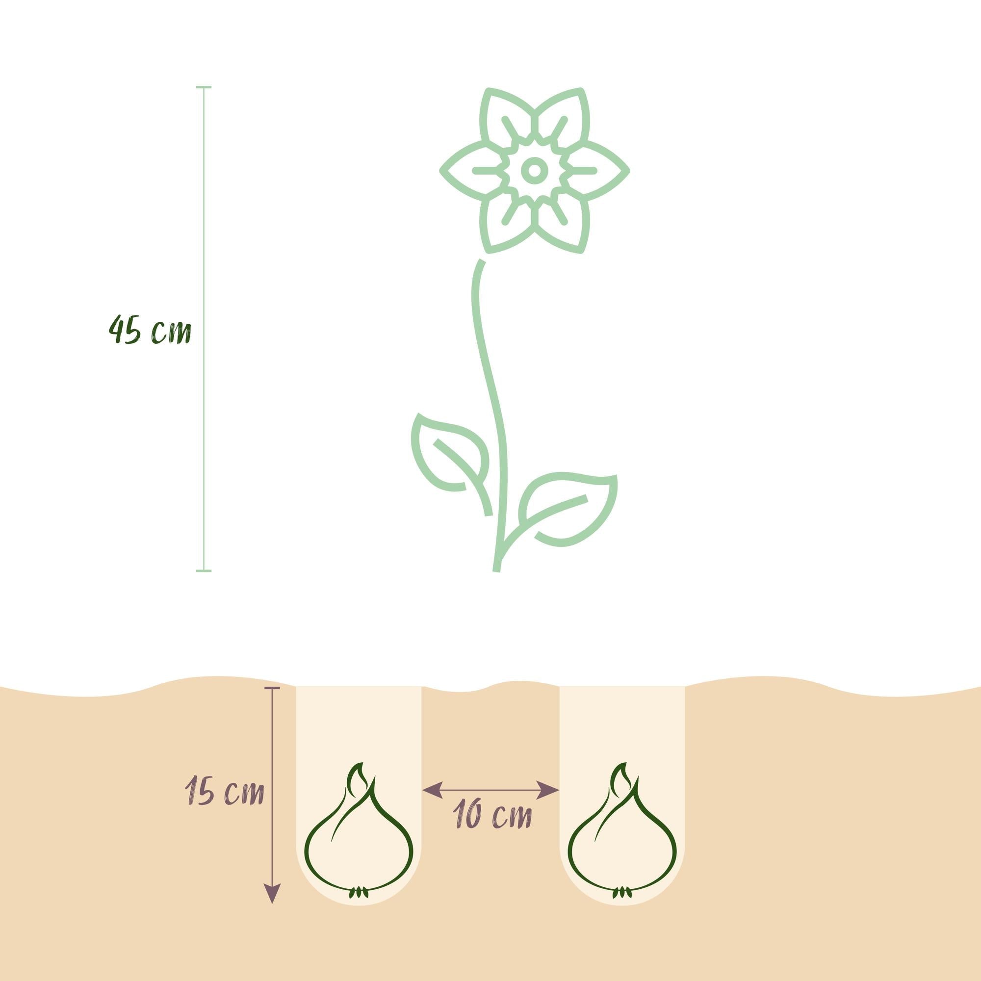 Blumenzwiebeln – Narcissus ‘Carlton’ – winterhart & mehrjährig – gelb – 15 Stück – Knollengröße 12/14 – XXL Pack - Green Guardia - Ihr Experte für Schädlinge und Pflanzen