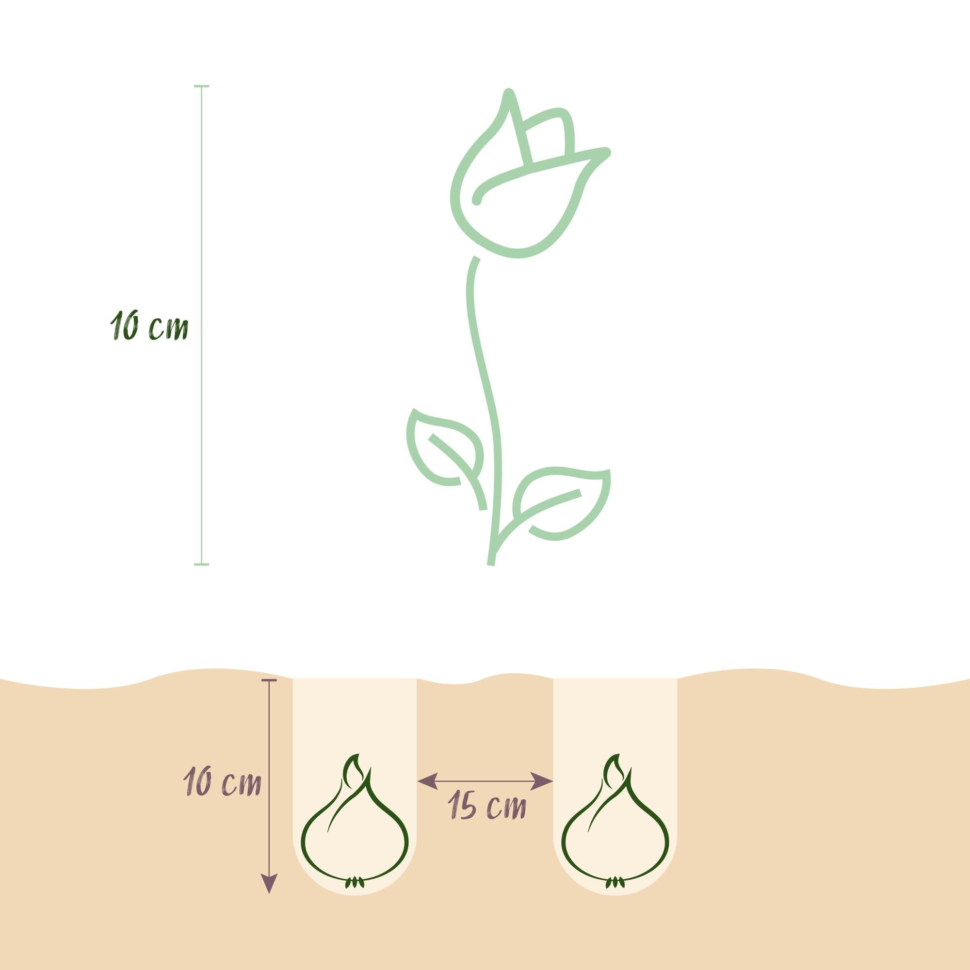 Blumenzwiebeln – Tulpe ‘Little Beauty’ – winterhart & mehrjährig – dunkelrosa – 25 Stück – Zwiebelgröße 6/7 – XXL Pack - Green Guardia - Ihr Experte für Schädlinge und Pflanzen