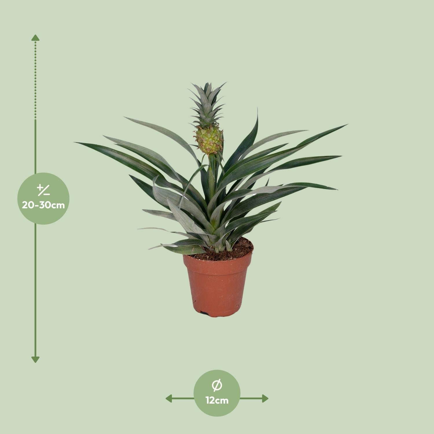 Bromelia Ananas – Zierananas - 12cm Topf, 30cm hoch - Green Guardia - Ihr Experte für Schädlinge und Pflanzen