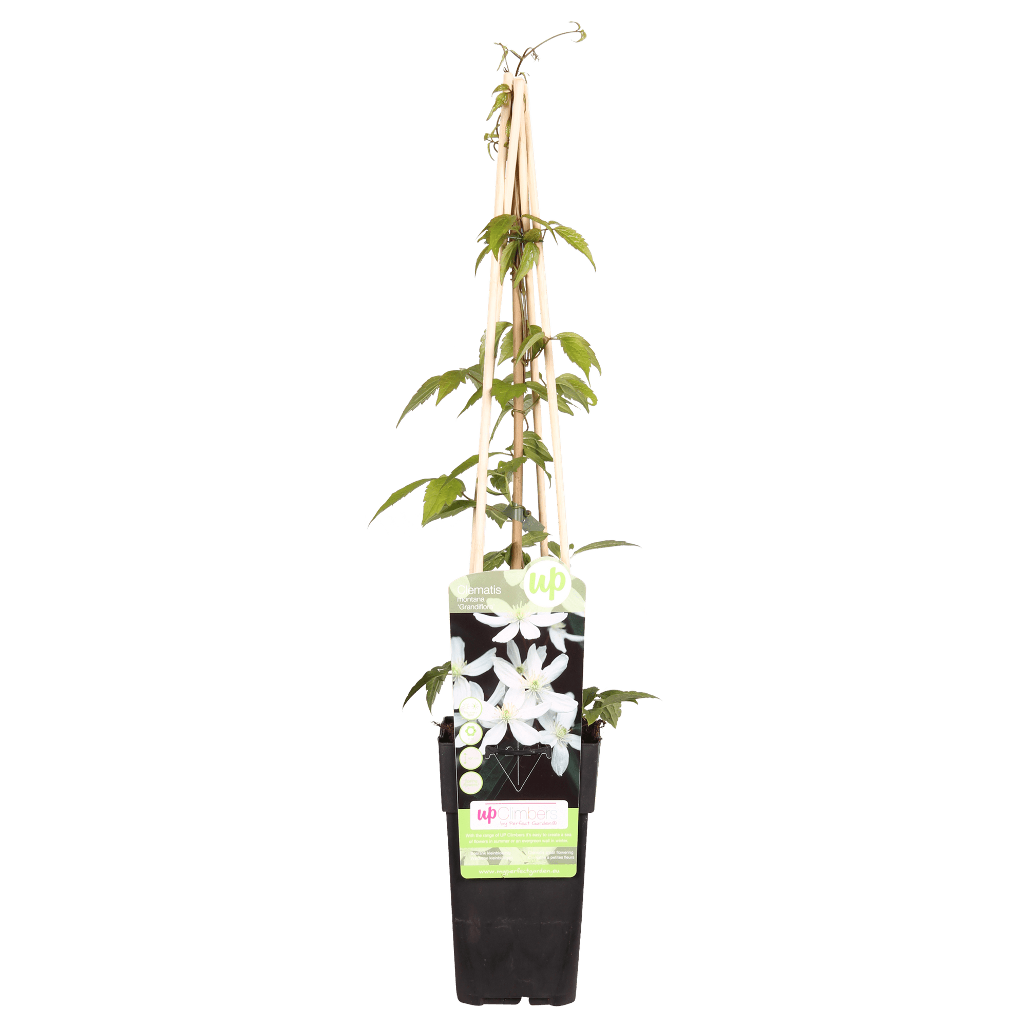 Clematis ‘Grandiflora’ – kräftige Kletterpflanze mit weißen Blüten, 15 cm Topf, 65 cm hoch - Green Guardia - Ihr Experte für Schädlinge und Pflanzen