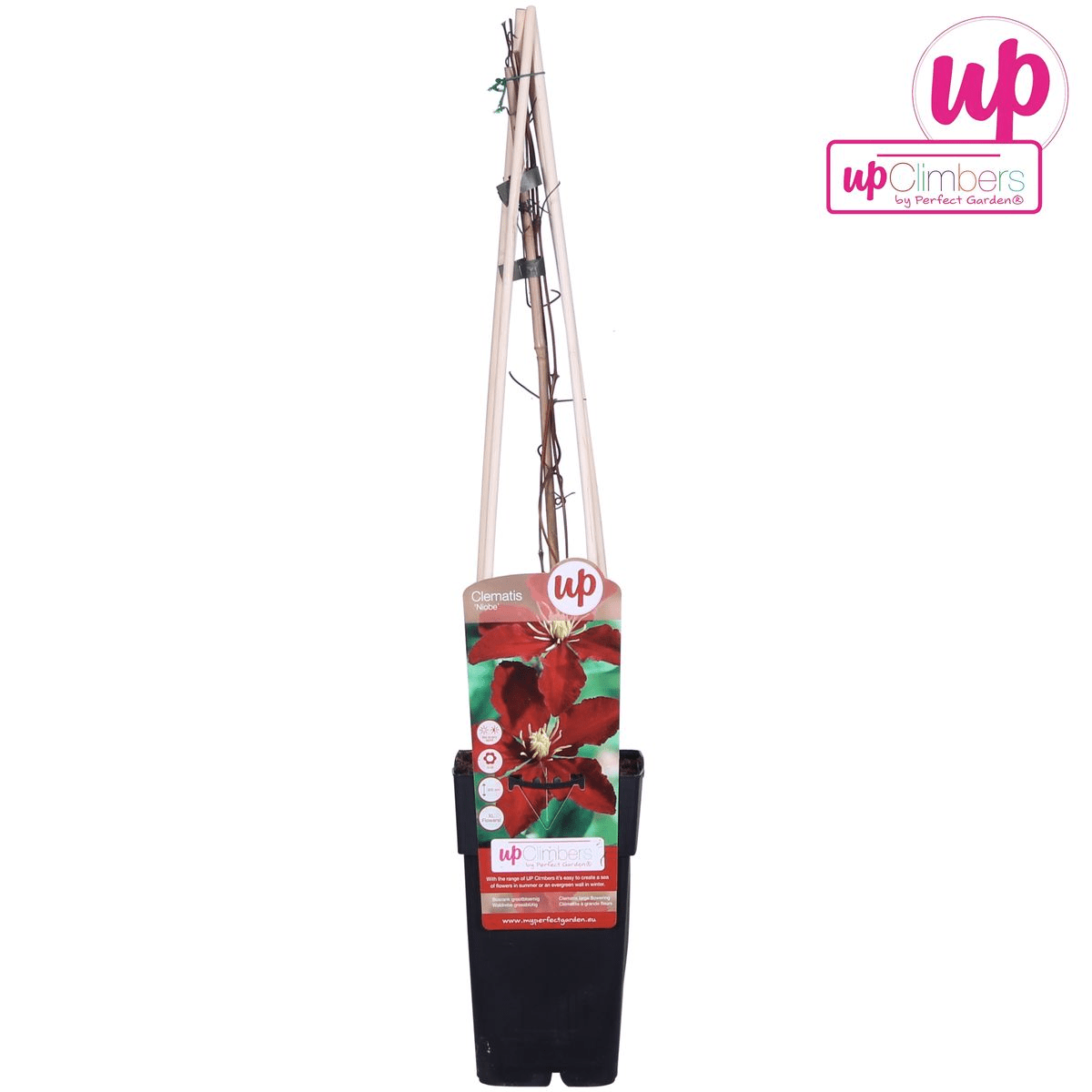 Clematis ‘Niobe’ – großblütige, sommerblühende Sorte, 15 cm Topf, 65 cm Höhe - Green Guardia - Ihr Experte für Schädlinge und Pflanzen