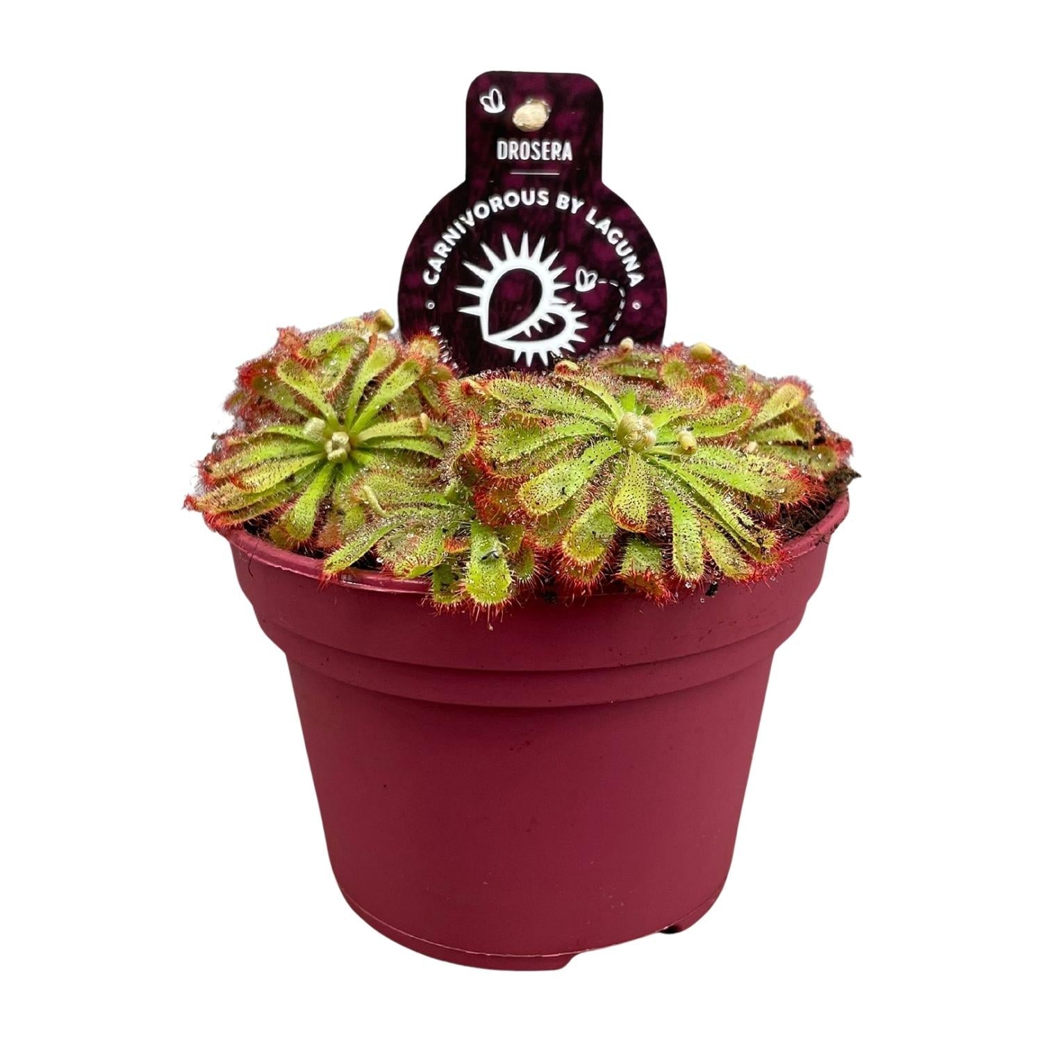 Drosera aliciae – Sonnentau – 12 cm Topf, 12 cm hoch - Green Guardia - Ihr Experte für Schädlinge und Pflanzen