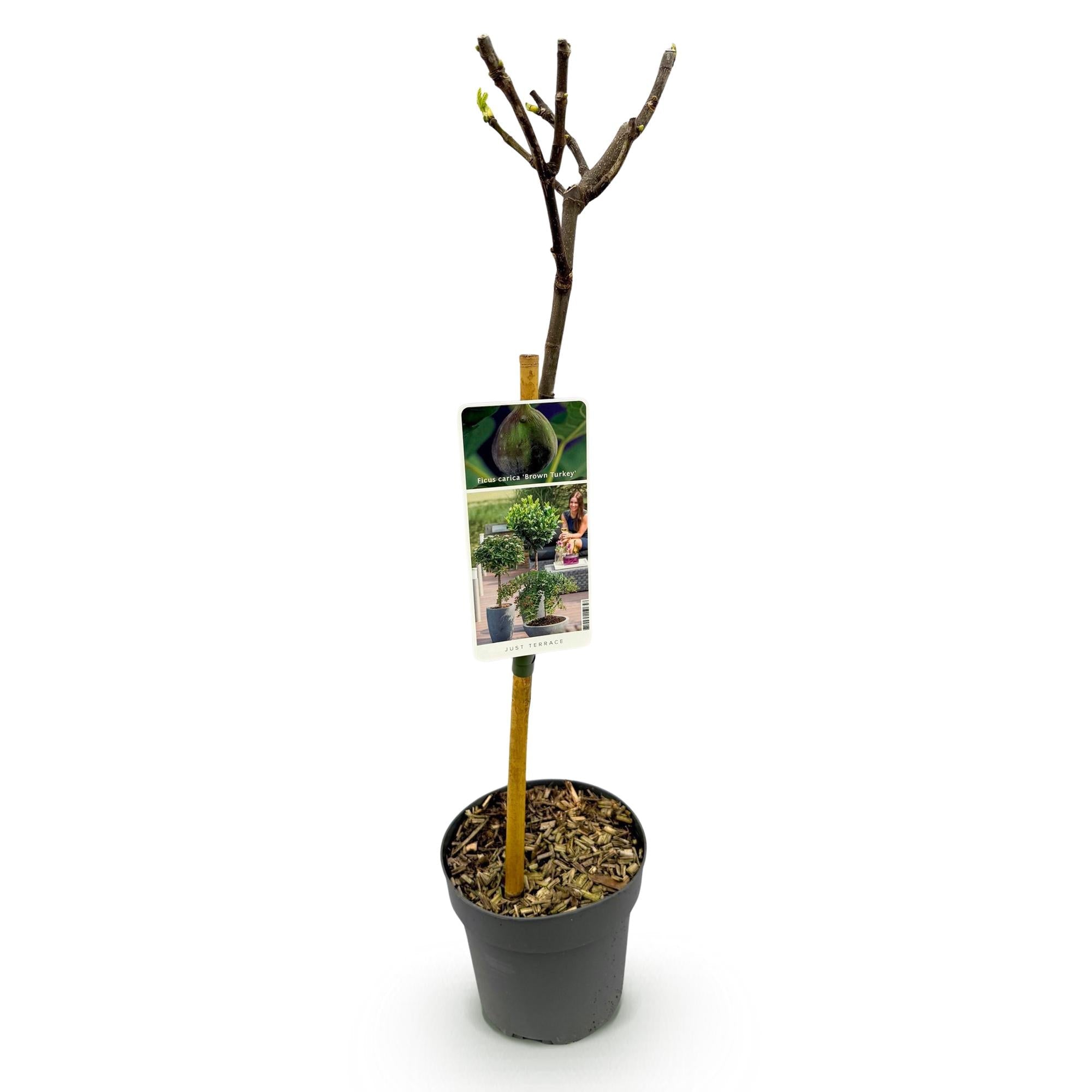 Feigenbaum „Brown Turkey“ (Ficus carica) – 19cm Topf, 90 cm hoch - Green Guardia - Ihr Experte für Schädlinge und Pflanzen