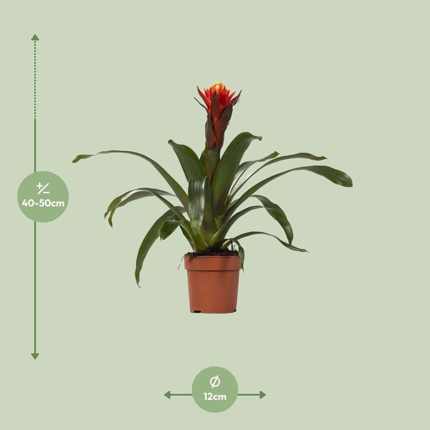 Guzmania – Bromelie - verschiedene Farben - 12cm Topf, 40 - 50cm hoch - Green Guardia - Ihr Experte für Schädlinge und Pflanzen