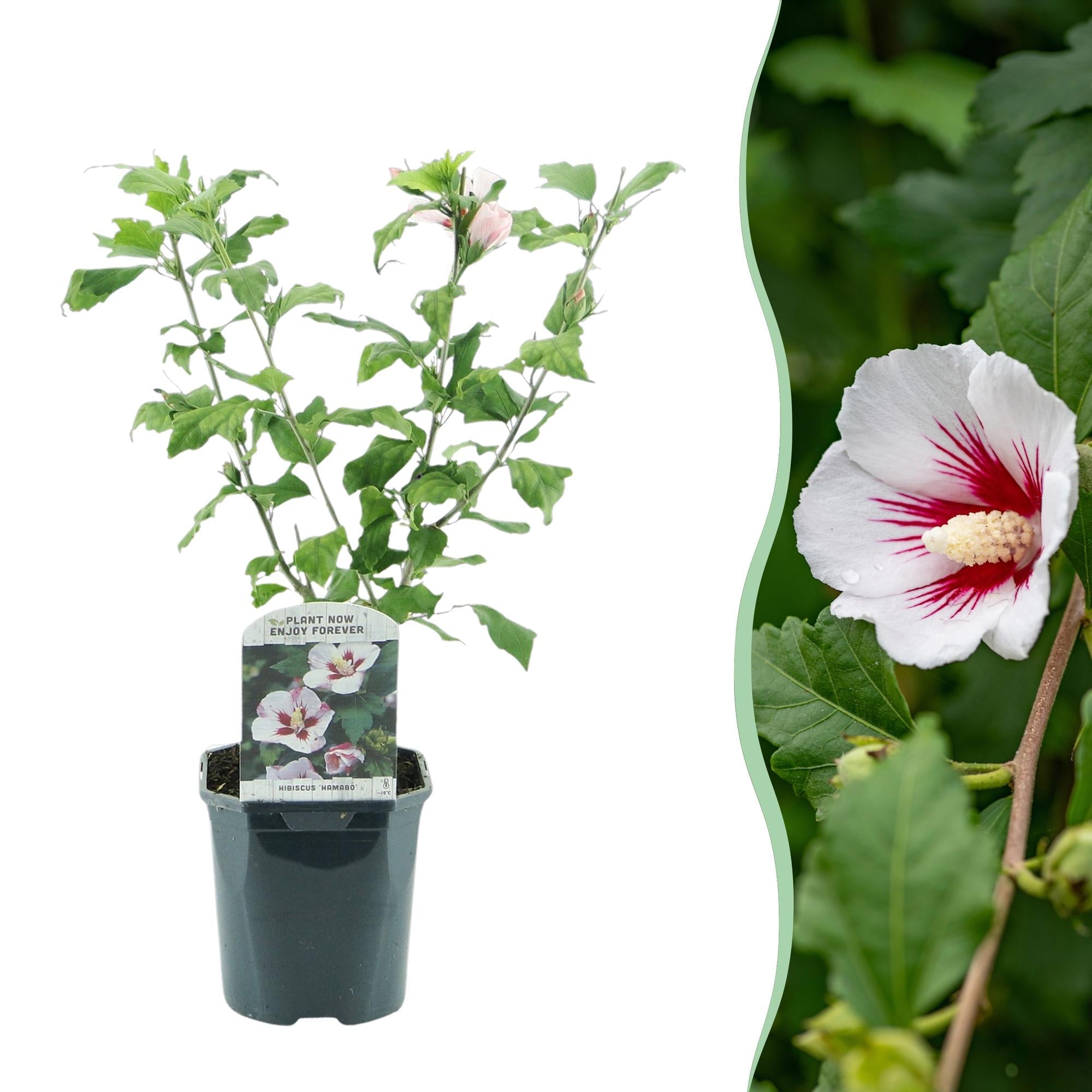 Hibiscus ‘Hamabo’ – laubabwerfend, hellrosa blühend, 17 cm Topf, 45 cm hoch - Green Guardia - Ihr Experte für Schädlinge und Pflanzen