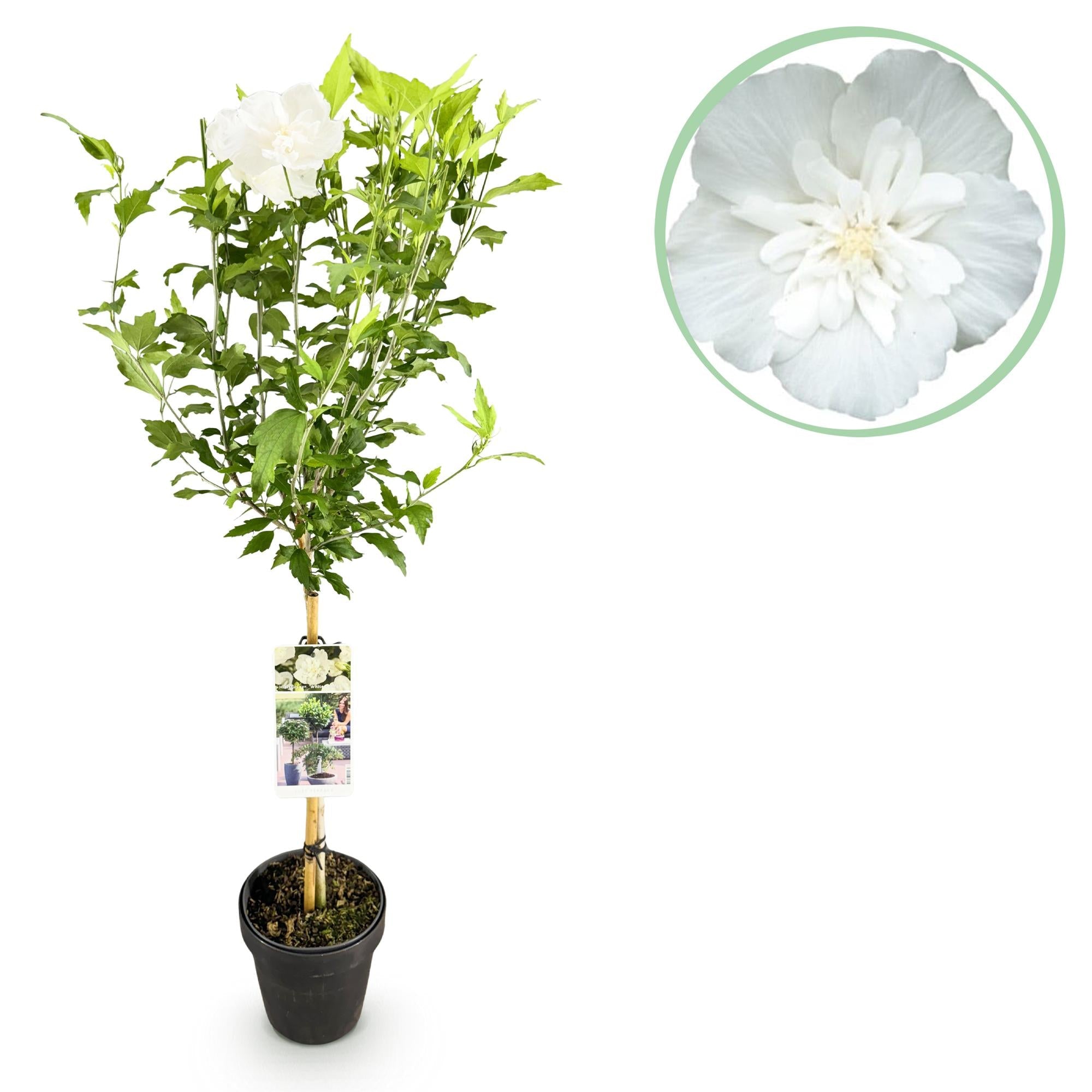 Hibiskus - Stammpflanze ‘White Chiffon’® – winterhart, weiße Blüte, 19 cm Topf, 90 cm - Green Guardia - Ihr Experte für Schädlinge und Pflanzen