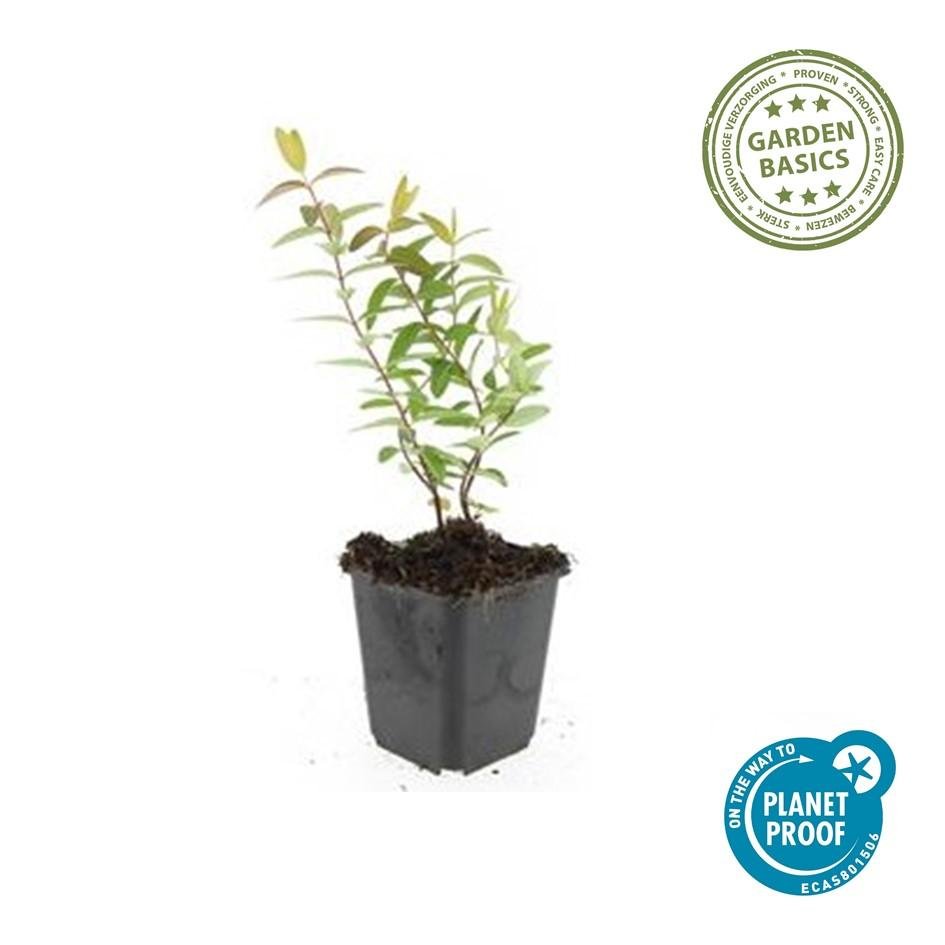 Johanniskraut ‘Hidcote’ – robust und winterhart, 9 cm Topf, 10–25 cm - Green Guardia - Ihr Experte für Schädlinge und Pflanzen