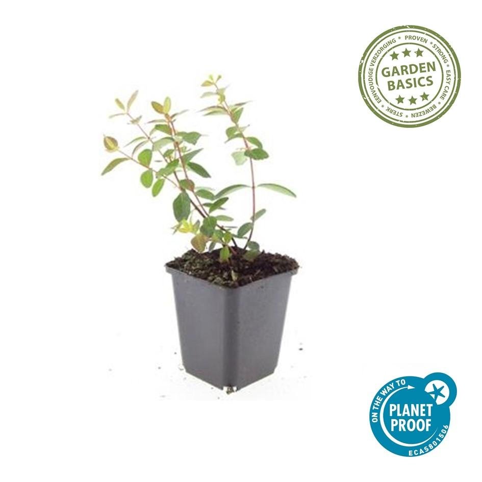 Johanniskraut ‘Peter Dummer’ – niedrig wachsend, 9 cm Topf, 10–25 cm Höhe - Green Guardia - Ihr Experte für Schädlinge und Pflanzen