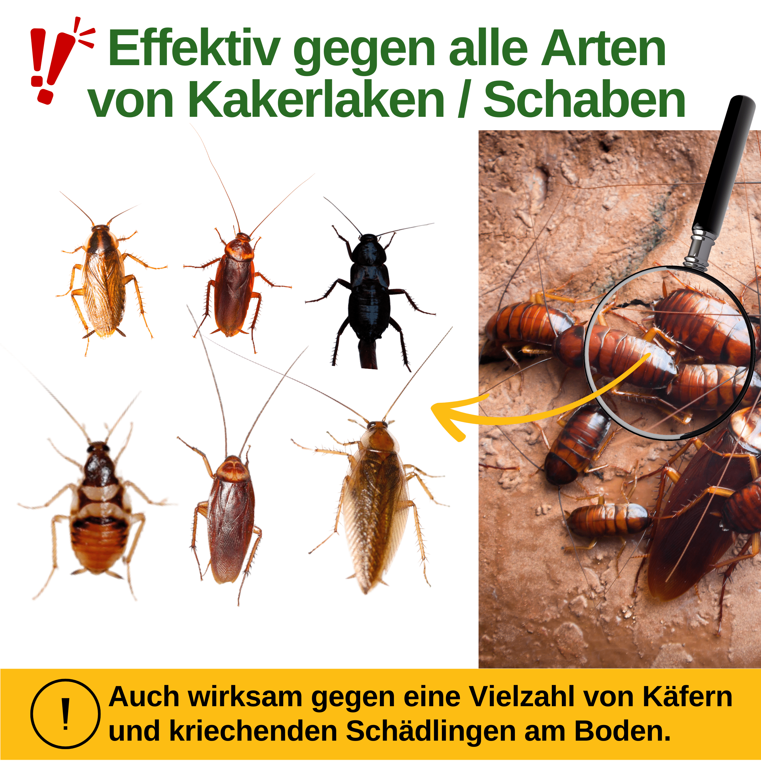 Kakerlaken / Schaben Falle mit Pheromon - Lockstoff - Green Guardia - Ihr Experte für Schädlinge und Pflanzen