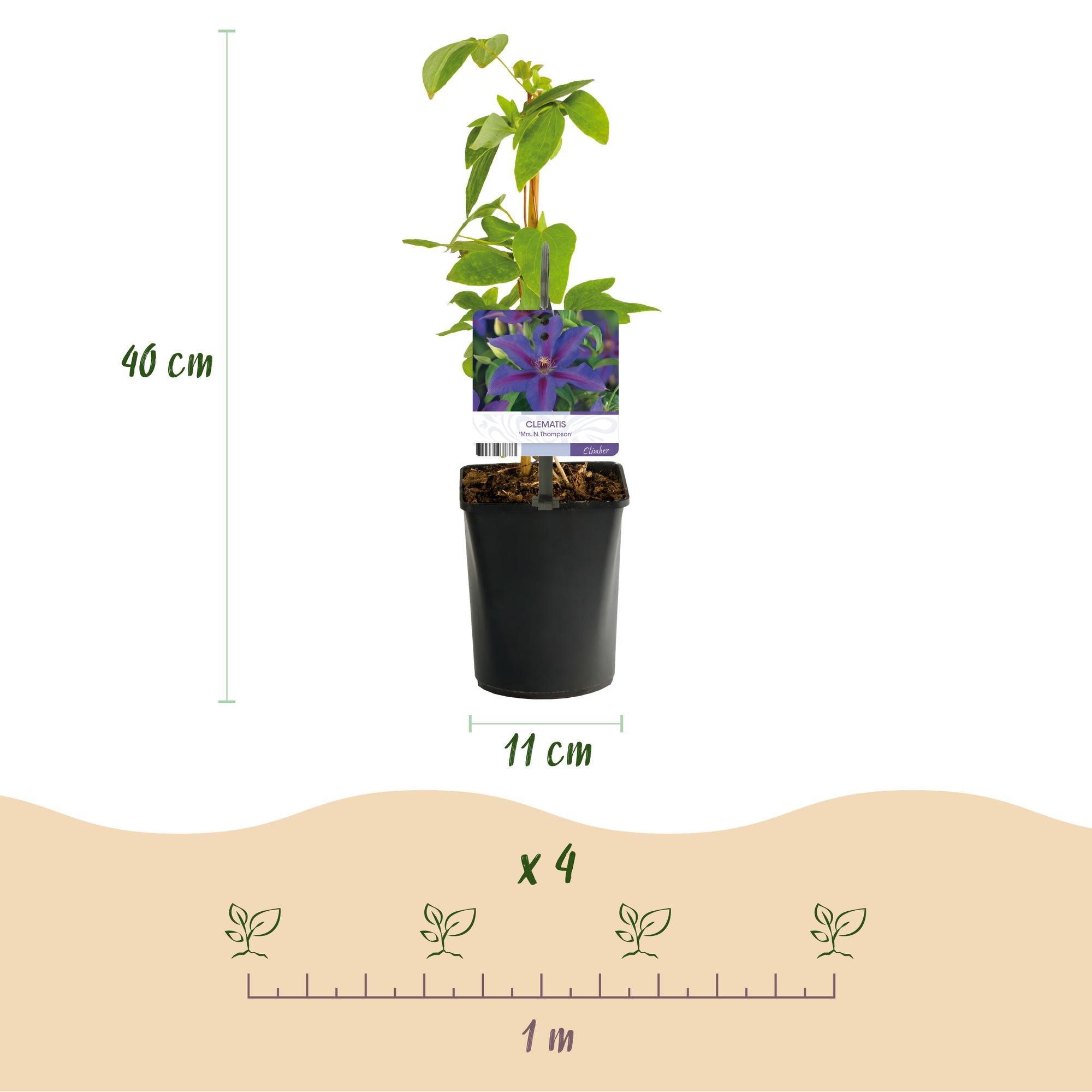 Kletterpflanze – Clematis ‘Mrs. N. Thompson’ – rosa Blüte – pflegeleicht – 2 Pflanzen – 11 cm Topf, ca. 40 cm hoch - Green Guardia - Ihr Experte für Schädlinge und Pflanzen