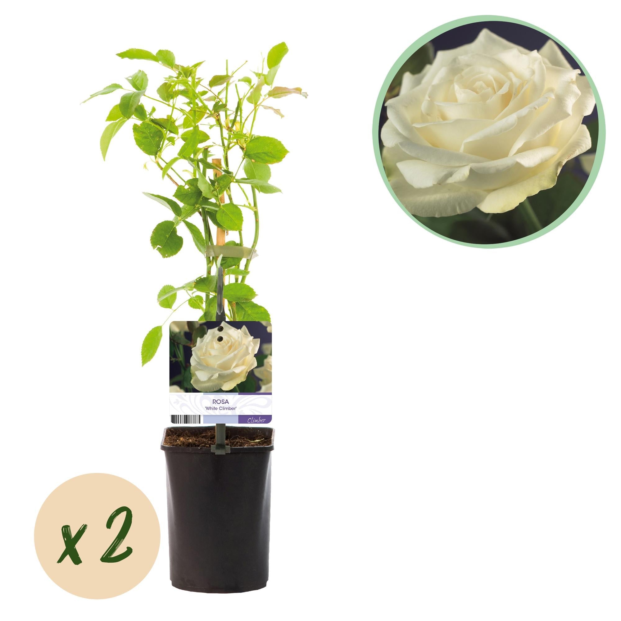 Kletterrose ‘White Climber’ – weiße Blüte, pflegeleicht, 2 Pflanzen im 11 cm Topf, 40 cm hoch - Green Guardia - Ihr Experte für Schädlinge und Pflanzen