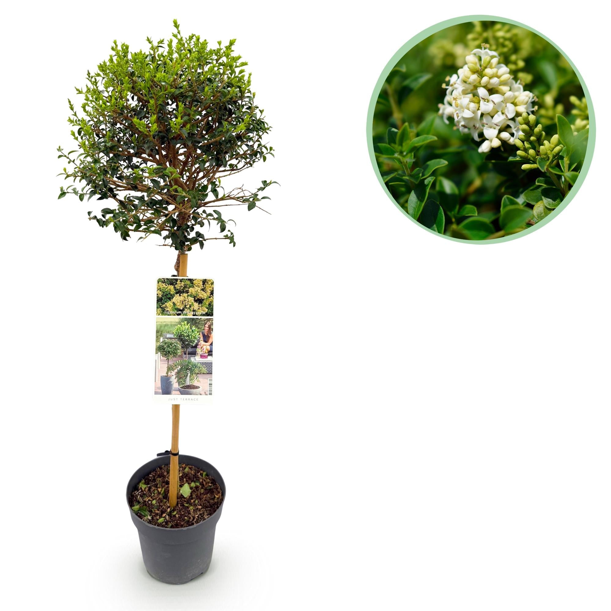 Ligustrum delavayanum – Terrassenpflanze – immergrün & winterhart – grüne Blätter – 19 cm Topf, ca. 90 cm hoch - Green Guardia - Ihr Experte für Schädlinge und Pflanzen