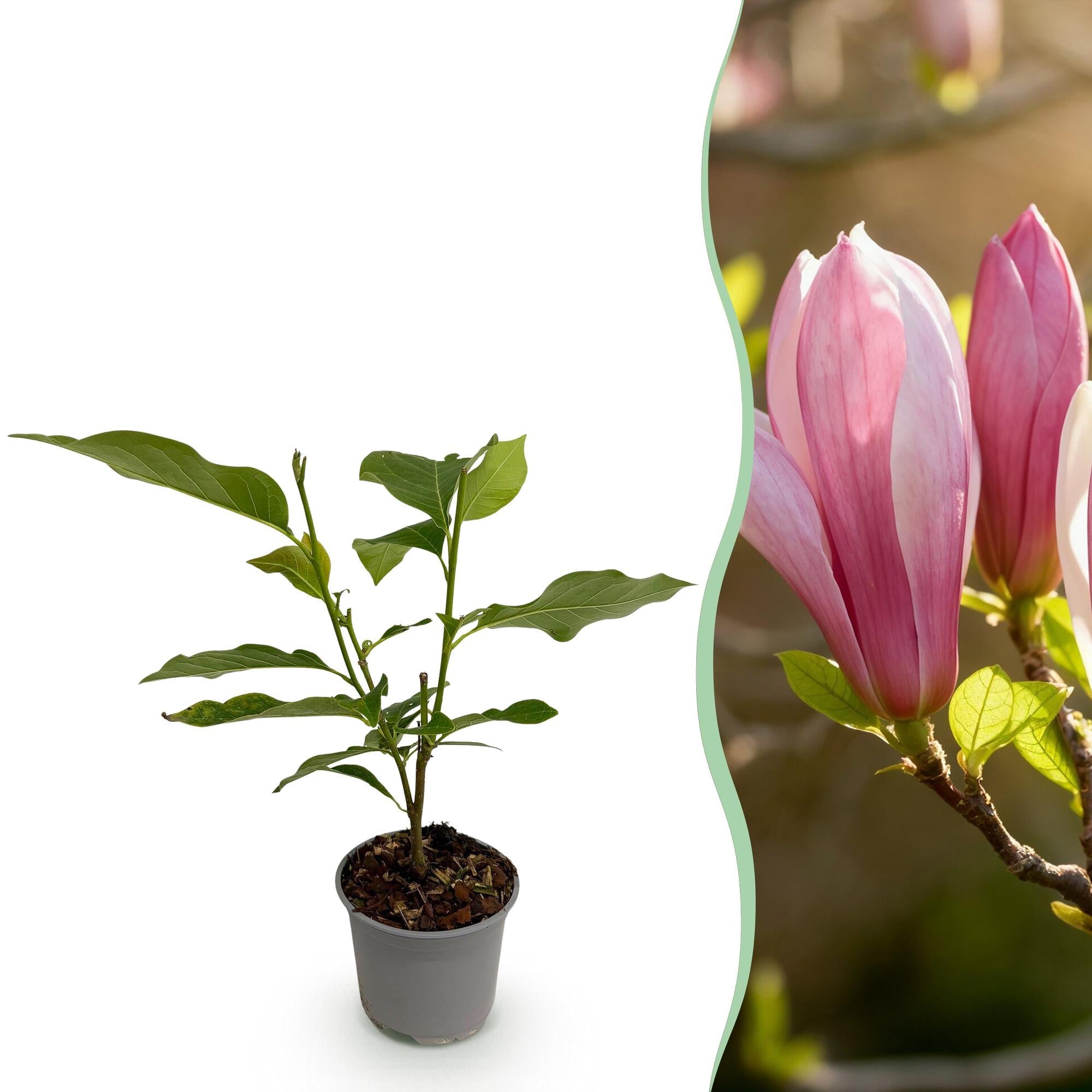 Magnolia ‘Ricki’ – laubabwerfend & pflegeleicht – rote Blüte – 12 cm Topf, ca. 30 cm hoch - Green Guardia - Ihr Experte für Schädlinge und Pflanzen