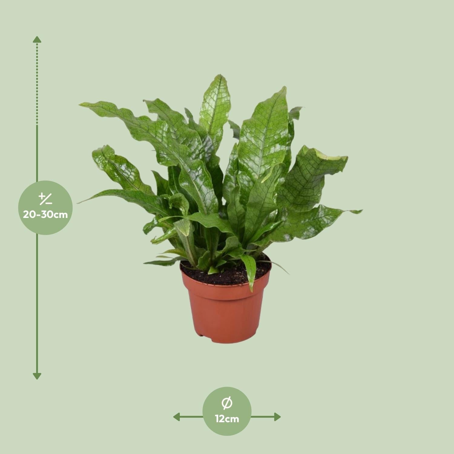 Microsorum Crocodyllus – Krokodilfarn - Ø12cm - ↕30cm - Green Guardia - Ihr Experte für Schädlinge und Pflanzen