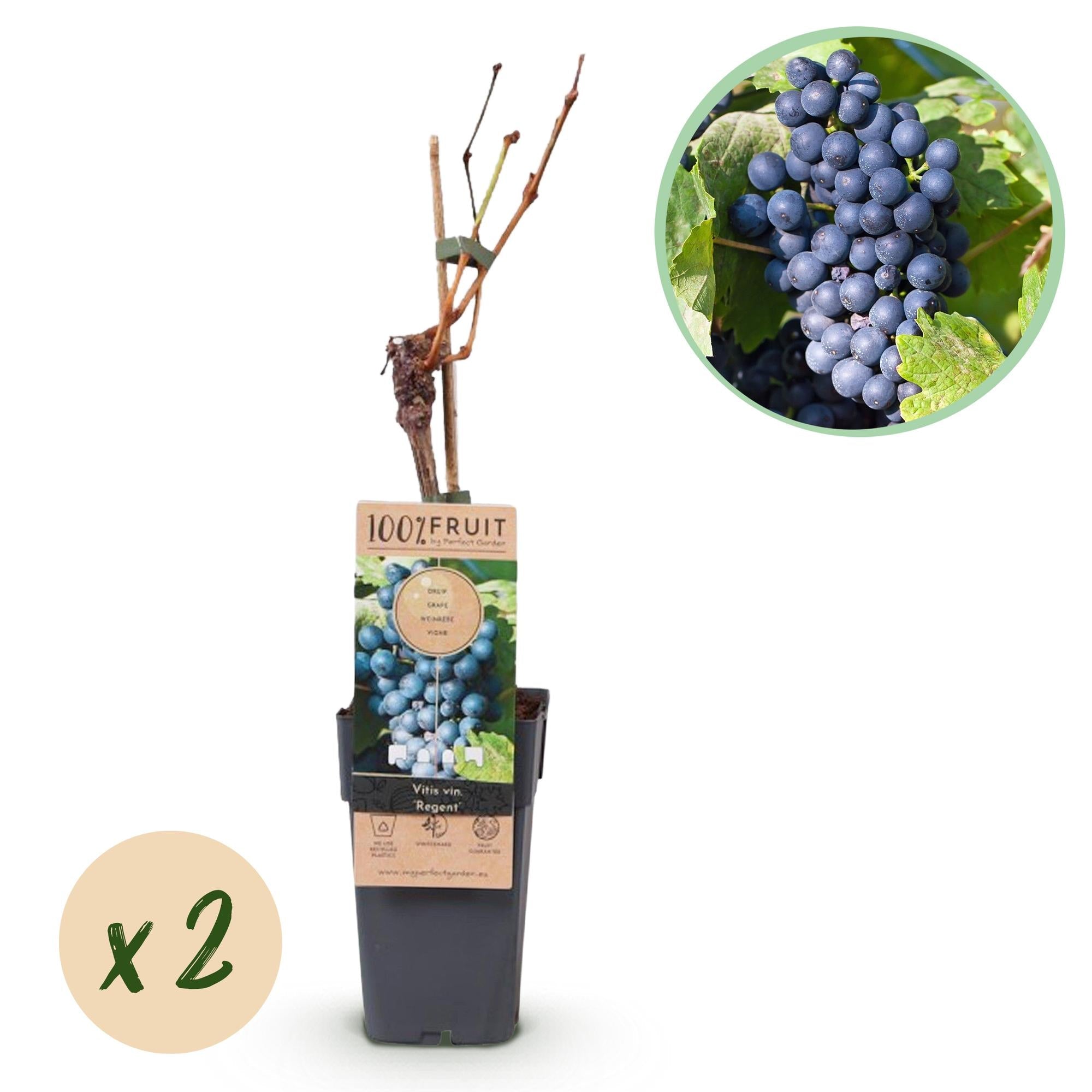 Obstpflanze Blaue Traube ‘Regent’ – 2er - Set, 15 cm Topf, 50 cm hoch - Green Guardia - Ihr Experte für Schädlinge und Pflanzen