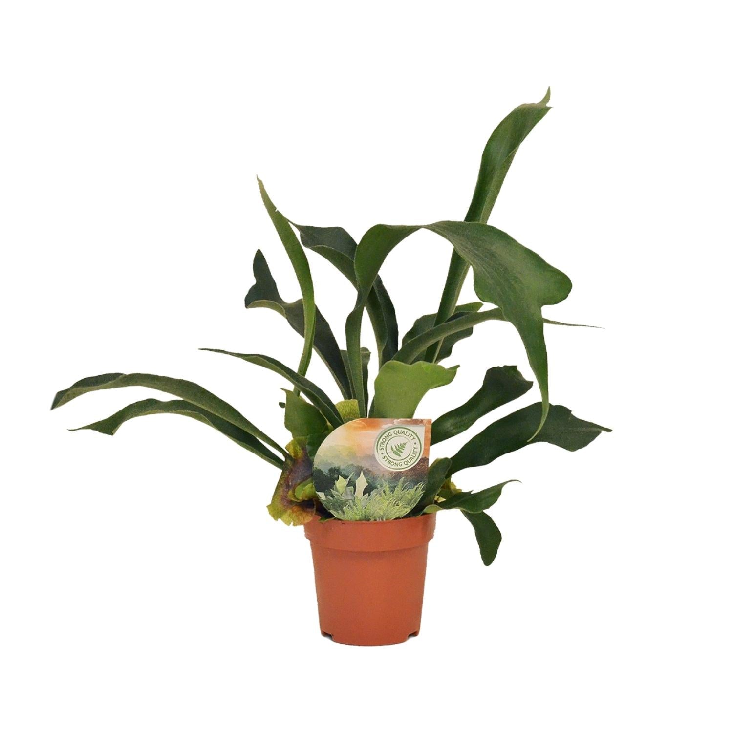 Platycerium bifurcatum – Hirschgeweihfarn – 12 cm Topf, 35 cm hoch - Green Guardia - Ihr Experte für Schädlinge und Pflanzen