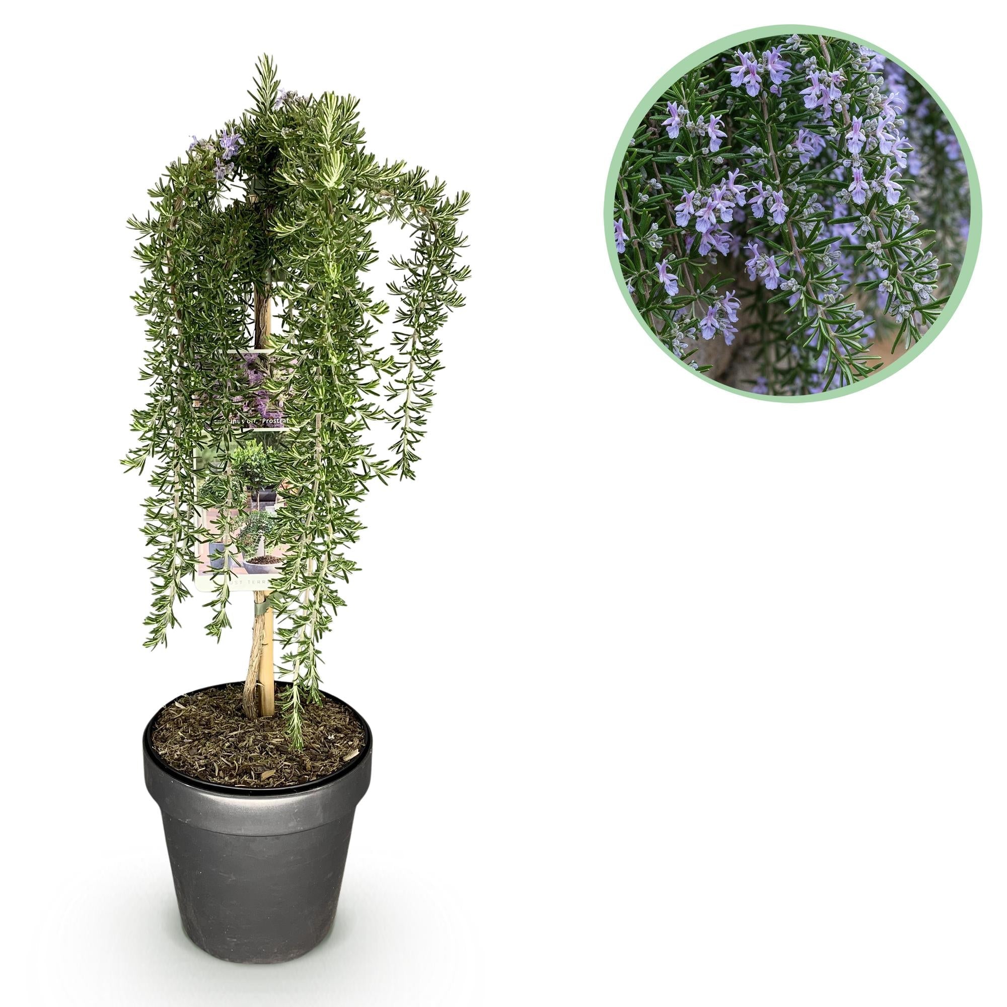 Rosmarinus officinalis ‚Prostratus‘ – Terrassenpflanze – immergrün & winterhart – lila Blüte – 19 cm Topf, ca. 90 cm hoch - Green Guardia - Ihr Experte für Schädlinge und Pflanzen