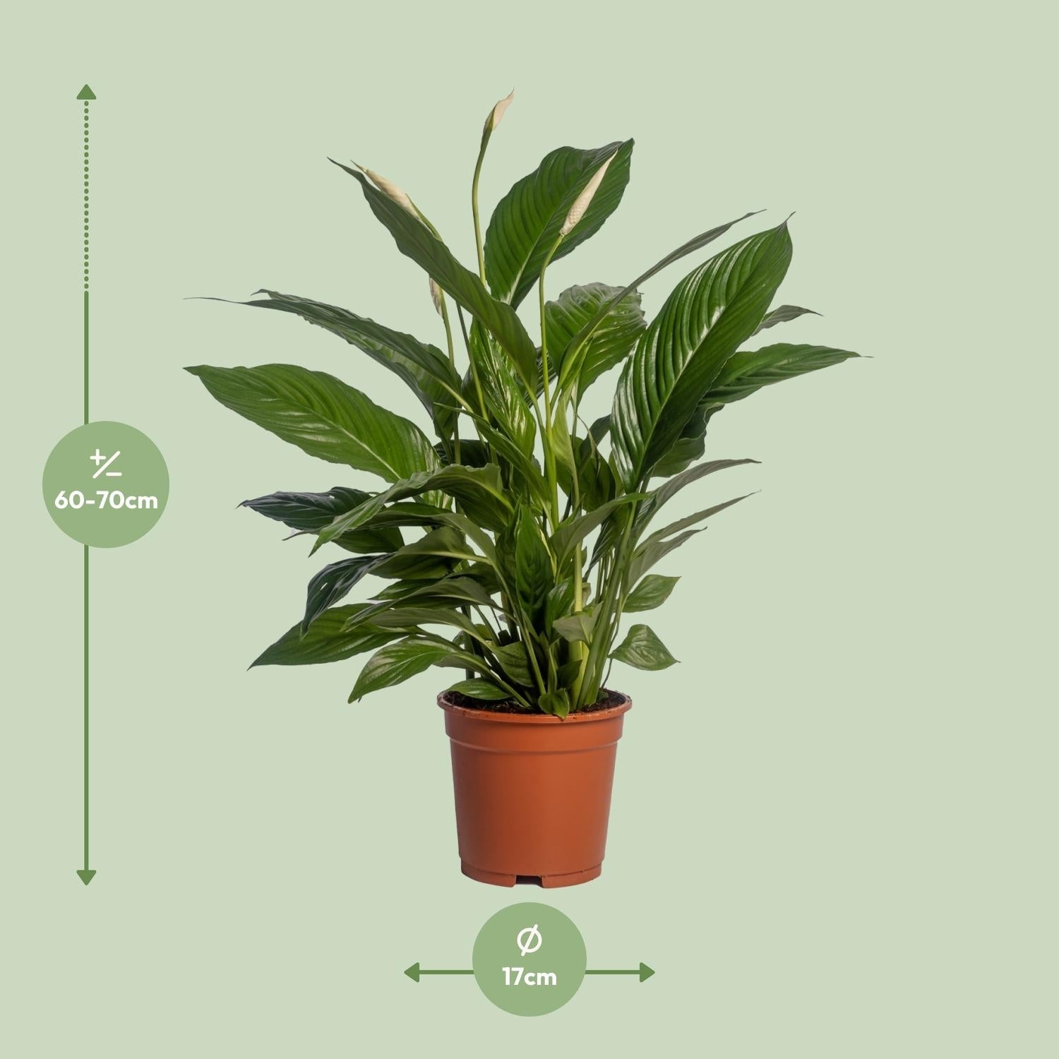 Spathiphyllum – Friedenslilie - verschiedene Farben & Größen - Green Guardia - Ihr Experte für Schädlinge und Pflanzen