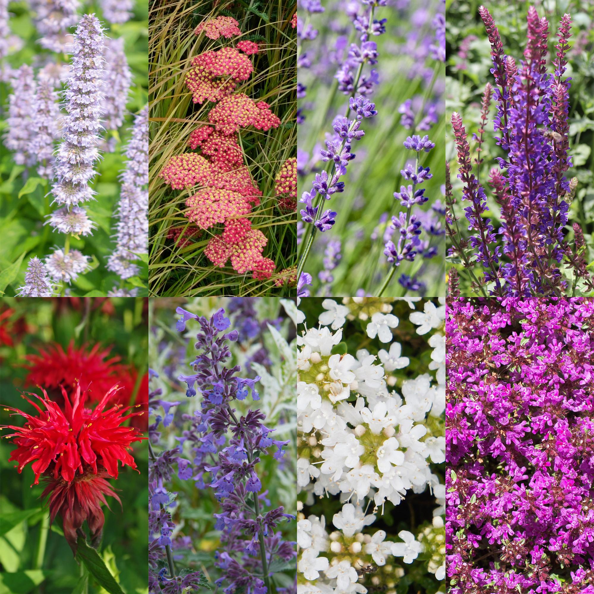 Staudenpaket duftend – 24 Stauden – für ca. 3 m² – verschiedene Farben – pflegeleicht – 11 cm Topf - Green Guardia - Ihr Experte für Schädlinge und Pflanzen