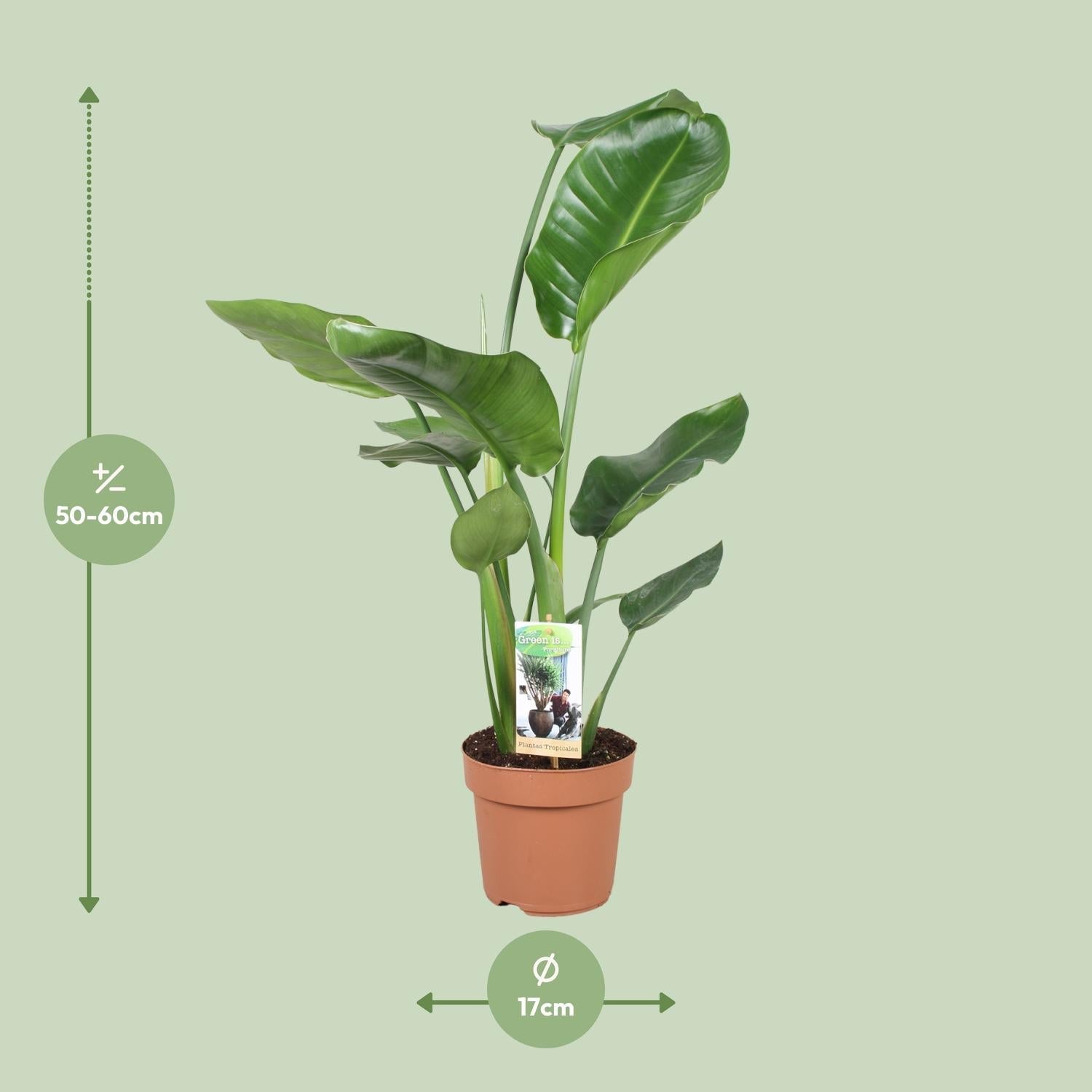 Strelitzia Nicolai – Weiße Paradiesvogelblume - 60 - 170 cm - Green Guardia - Ihr Experte für Schädlinge und Pflanzen