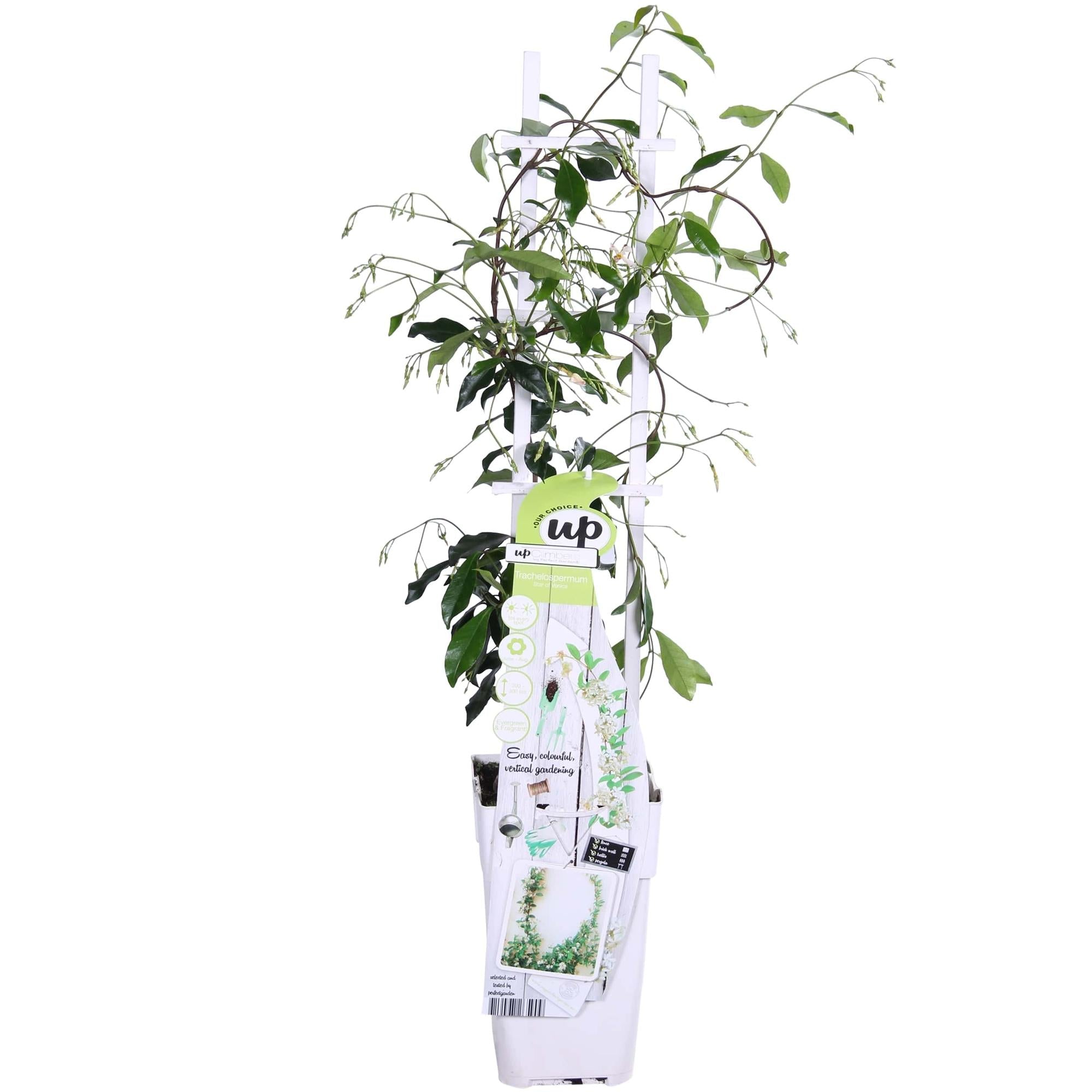 Trachelospermum ‘Star of Venice’ – immergrüner Jasmin, weiße Blüten, 15 cm Topf, 65 cm hoch - Green Guardia - Ihr Experte für Schädlinge und Pflanzen