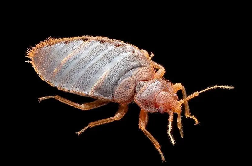 Bettwanzen natürlich stoppen: Umweltfreundliche Strategien gegen lästige Plagegeister - Green Guardia - Ihr Experte für Schädlinge und Pflanzen