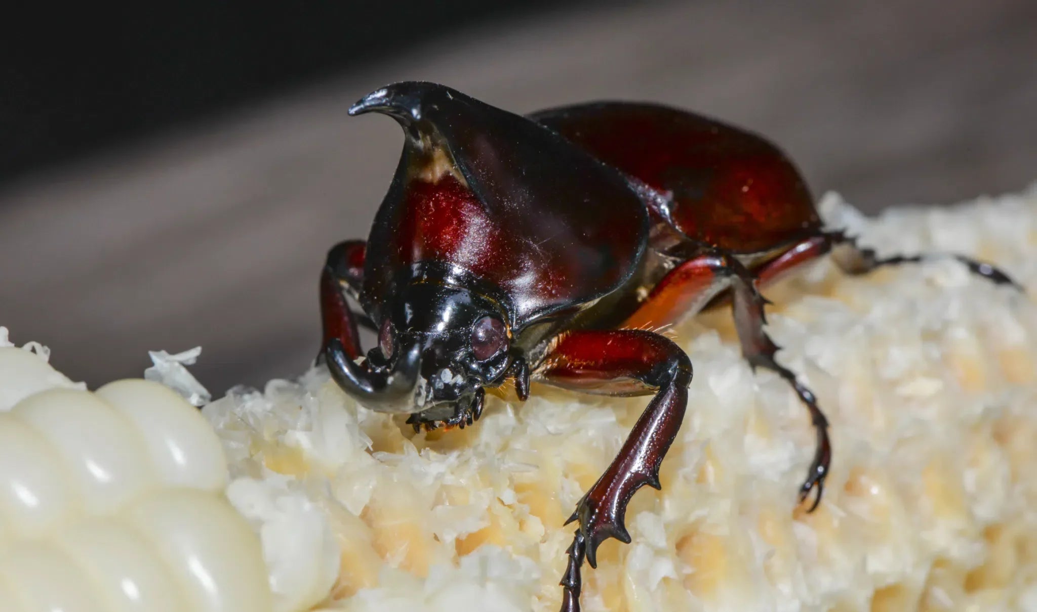 Effektiver Schutz vor Maiskäfern: Umweltfreundliche Methoden zur Bekämpfung - Green Guardia - Ihr Experte für Schädlinge und Pflanzen