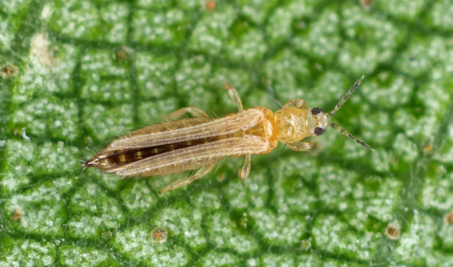 Effektiver Schutz vor Thripsen: Natürliche Bekämpfungsmethoden für Ihre Pflanzen - Green Guardia - Ihr Experte für Schädlinge und Pflanzen