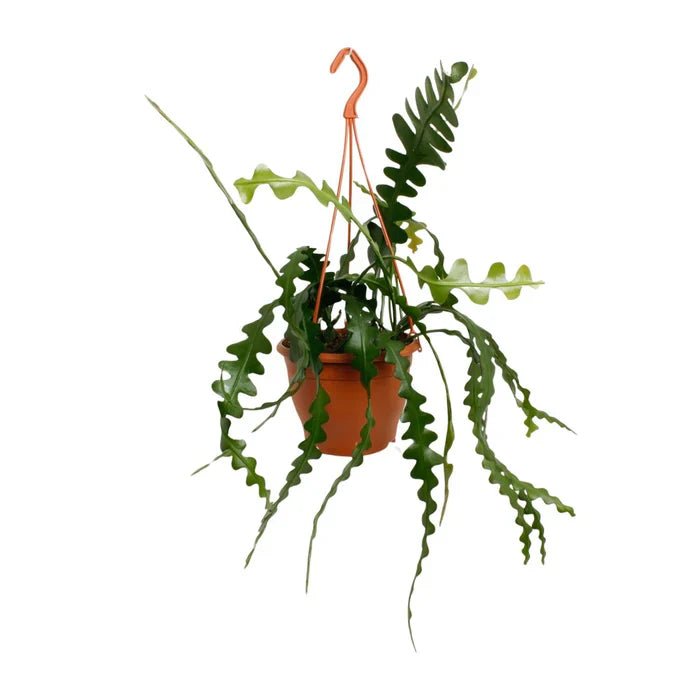 Epiphyllum Anguliger – Der Zickzackkaktus: Ein skulpturales Wunder für dein Zuhause - Green Guardia - Ihr Experte für Schädlinge und Pflanzen
