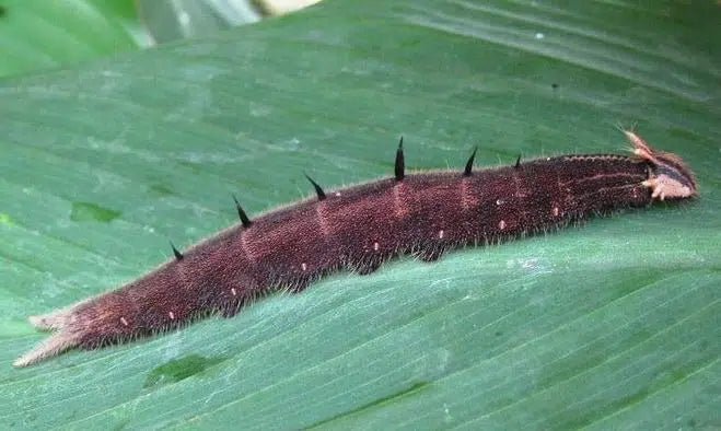 Eulenraupen erfolgreich bekämpfen: Natürliche und nachhaltige Methoden - Green Guardia - Ihr Experte für Schädlinge und Pflanzen