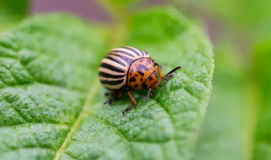 Natürliche Methoden zur Bekämpfung des Kartoffelkäfers: Umweltschonend und effektiv