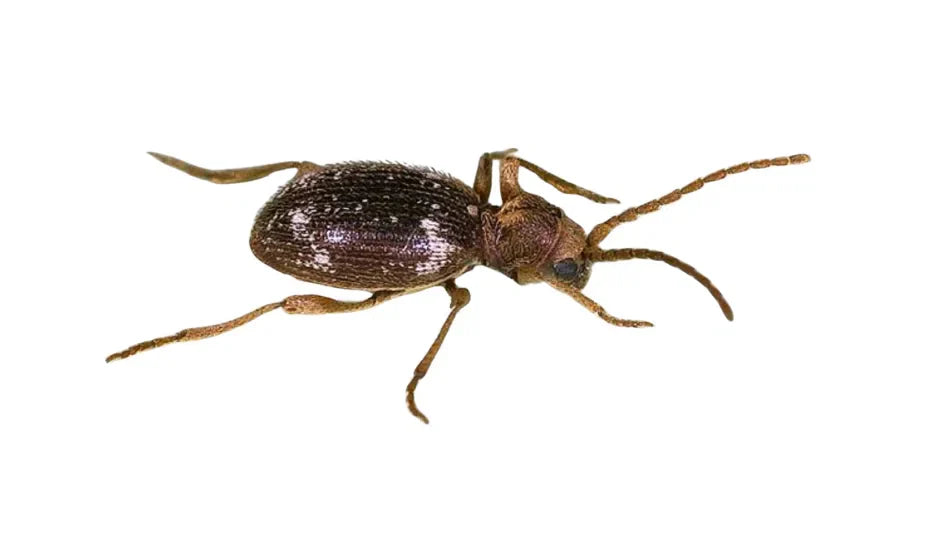 Kräuterdieb erkennen – Gespinste und Larven in Kräutern und Tee