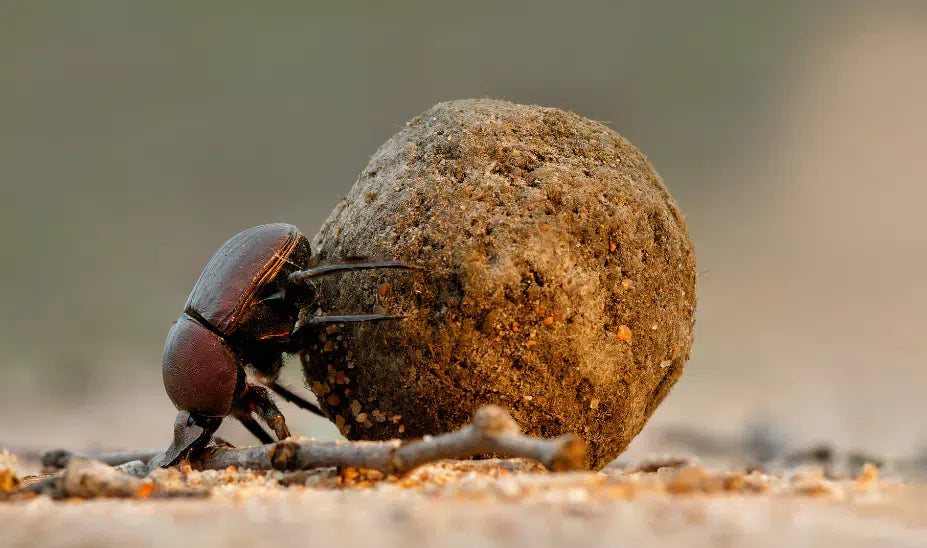 Kugelkäfer bekämpfen: kleiner brauner Vorratsschädling im Vorratsschrank erkennen