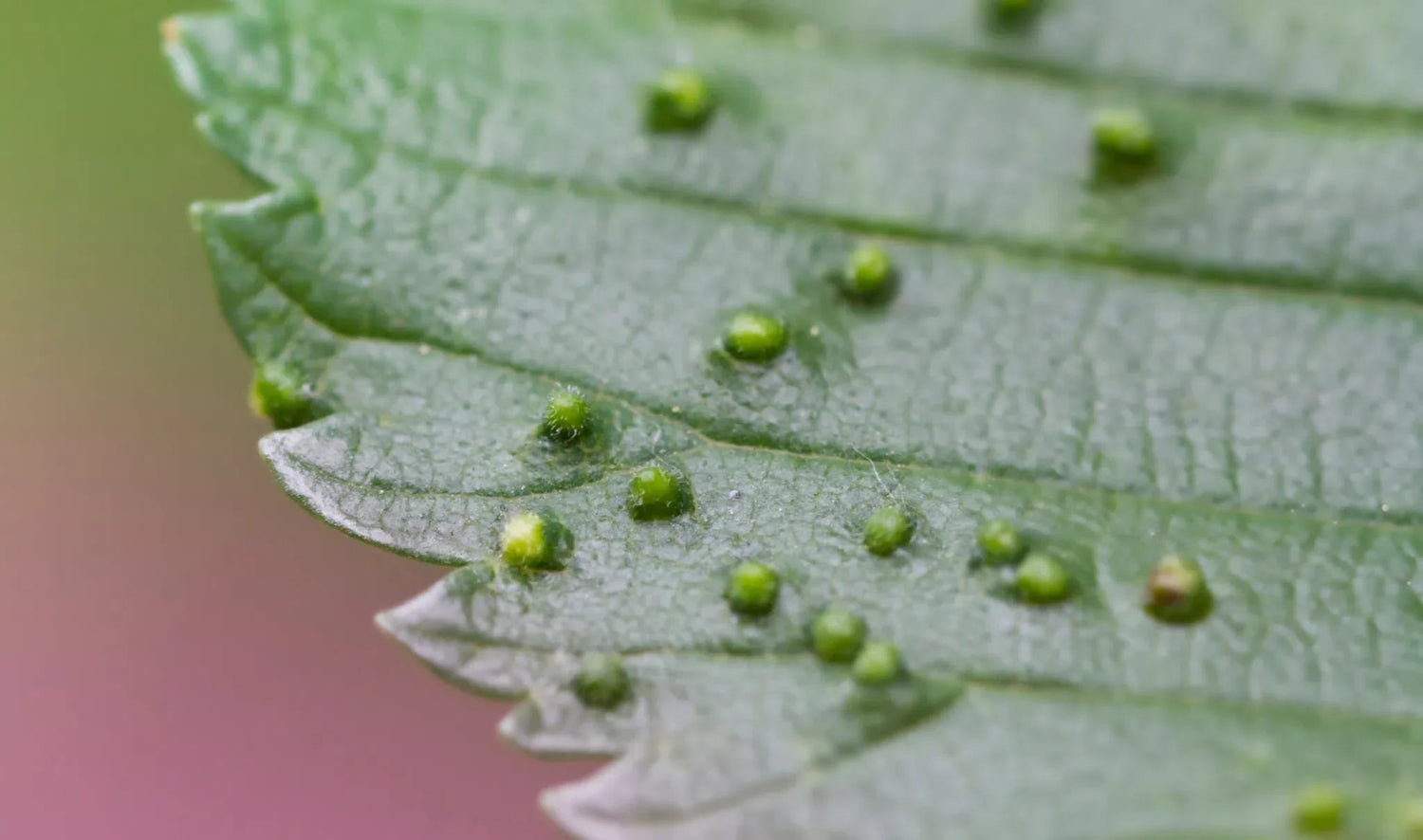 Modermilben effektiv bekämpfen: Natürliche Methoden und nachhaltige Prävention - Green Guardia - Ihr Experte für Schädlinge und Pflanzen
