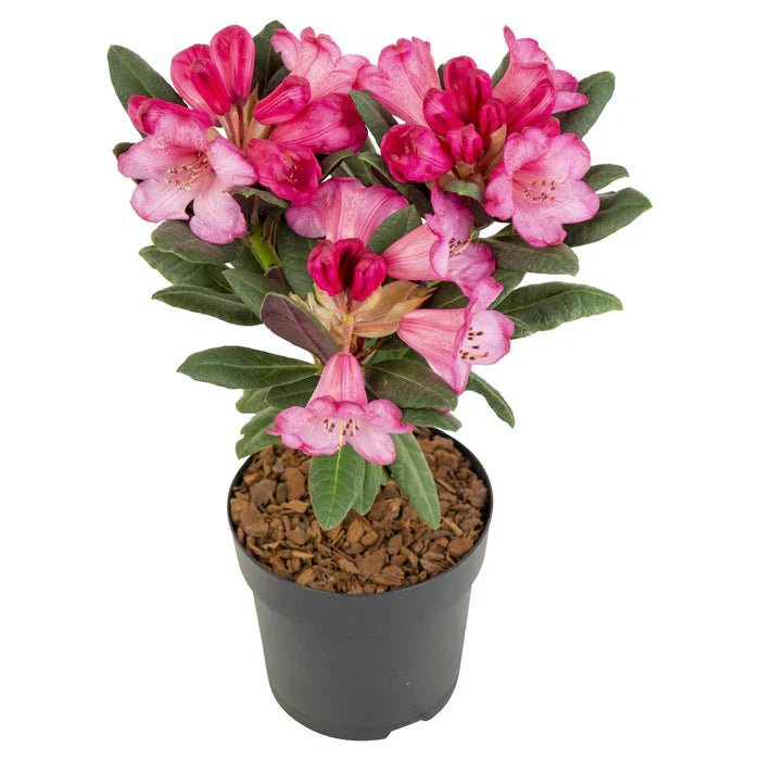 Rhododendron ‚Wine & Roses‘ pflegen – Standort, Blüte & gesunder Wuchs - Green Guardia - Ihr Experte für Schädlinge und Pflanzen