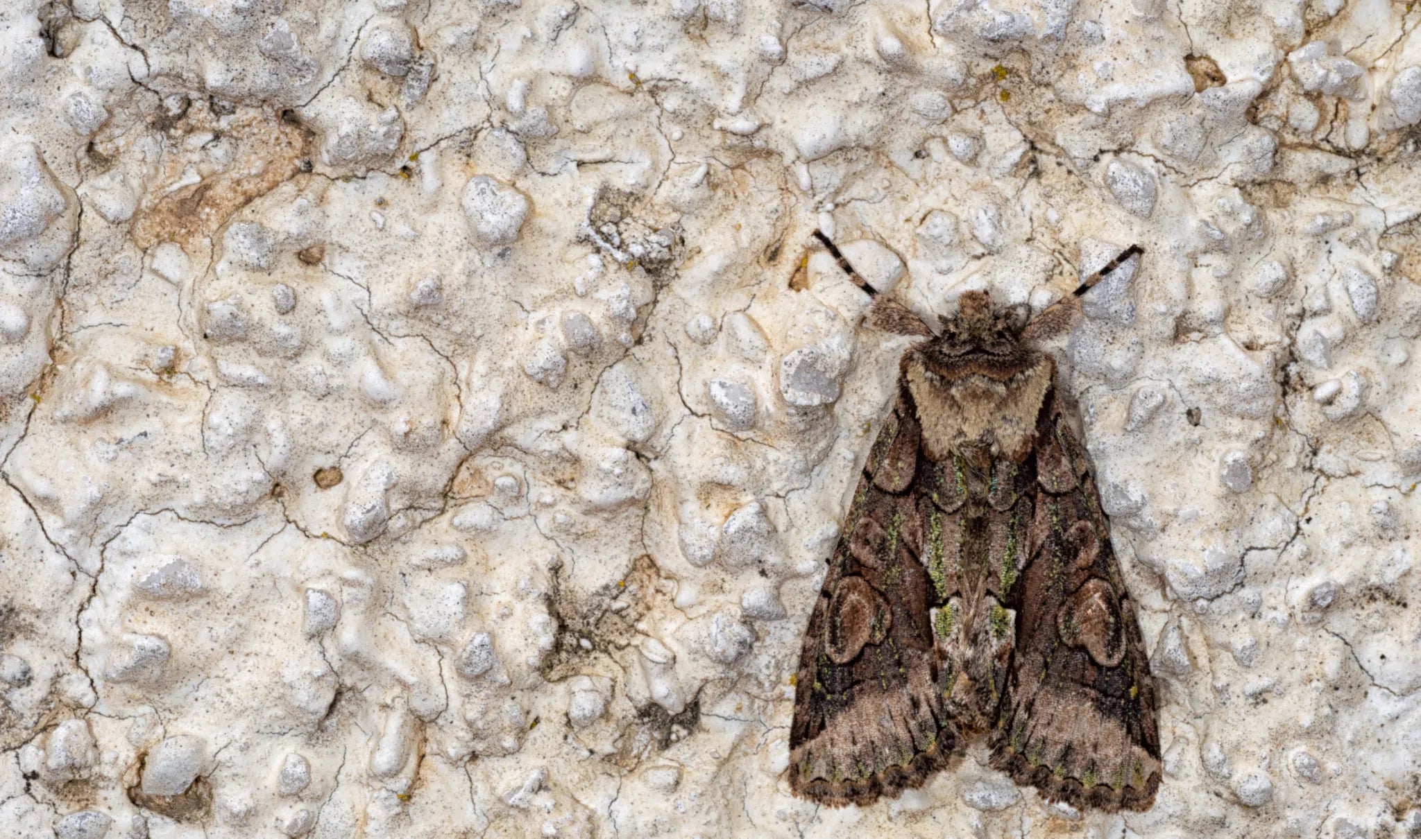 Traubenwickler an Weinreben erkennen – Fraßstellen an Trauben